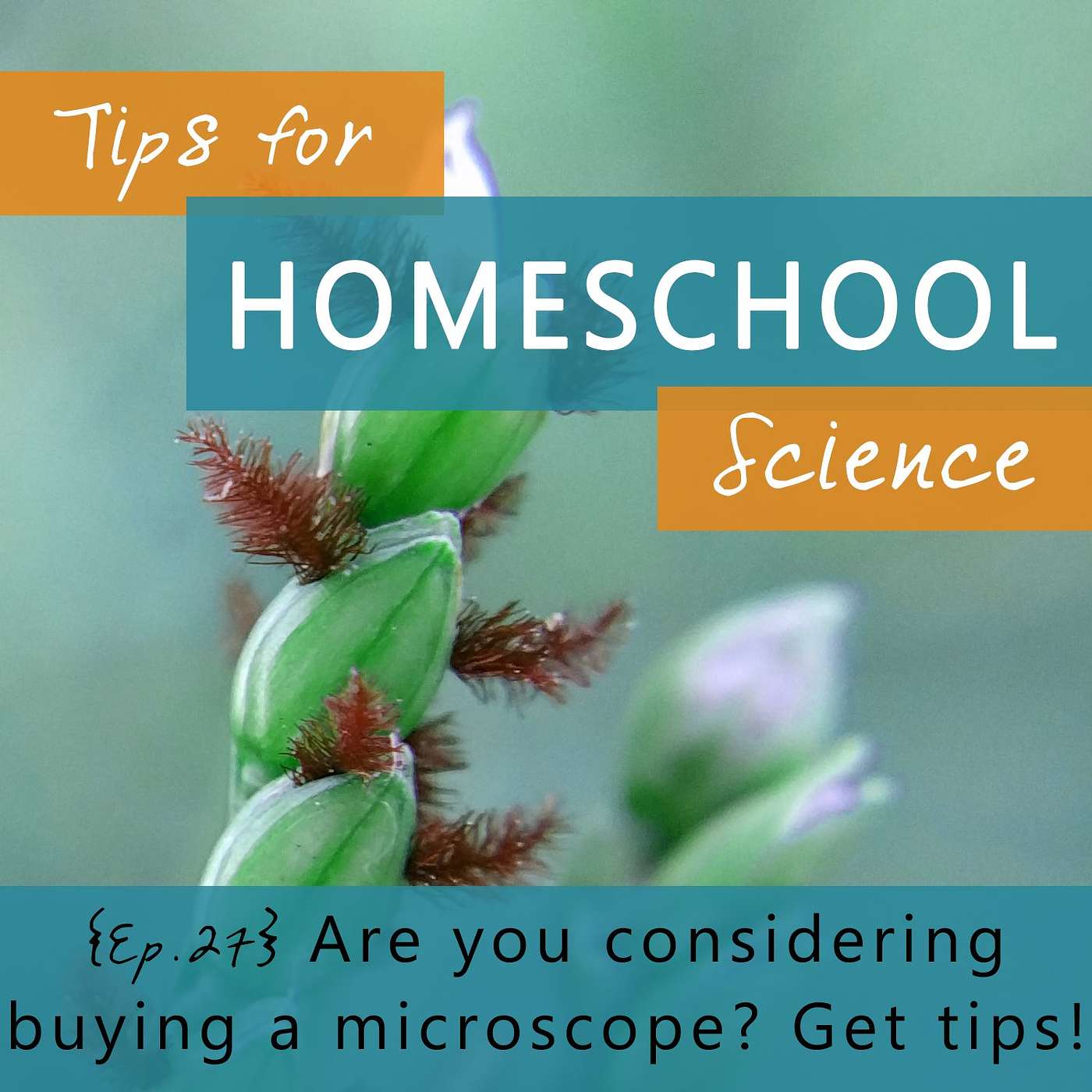 Ep 27 - Are you considering buying a microscope for your homeschool? episode artwork