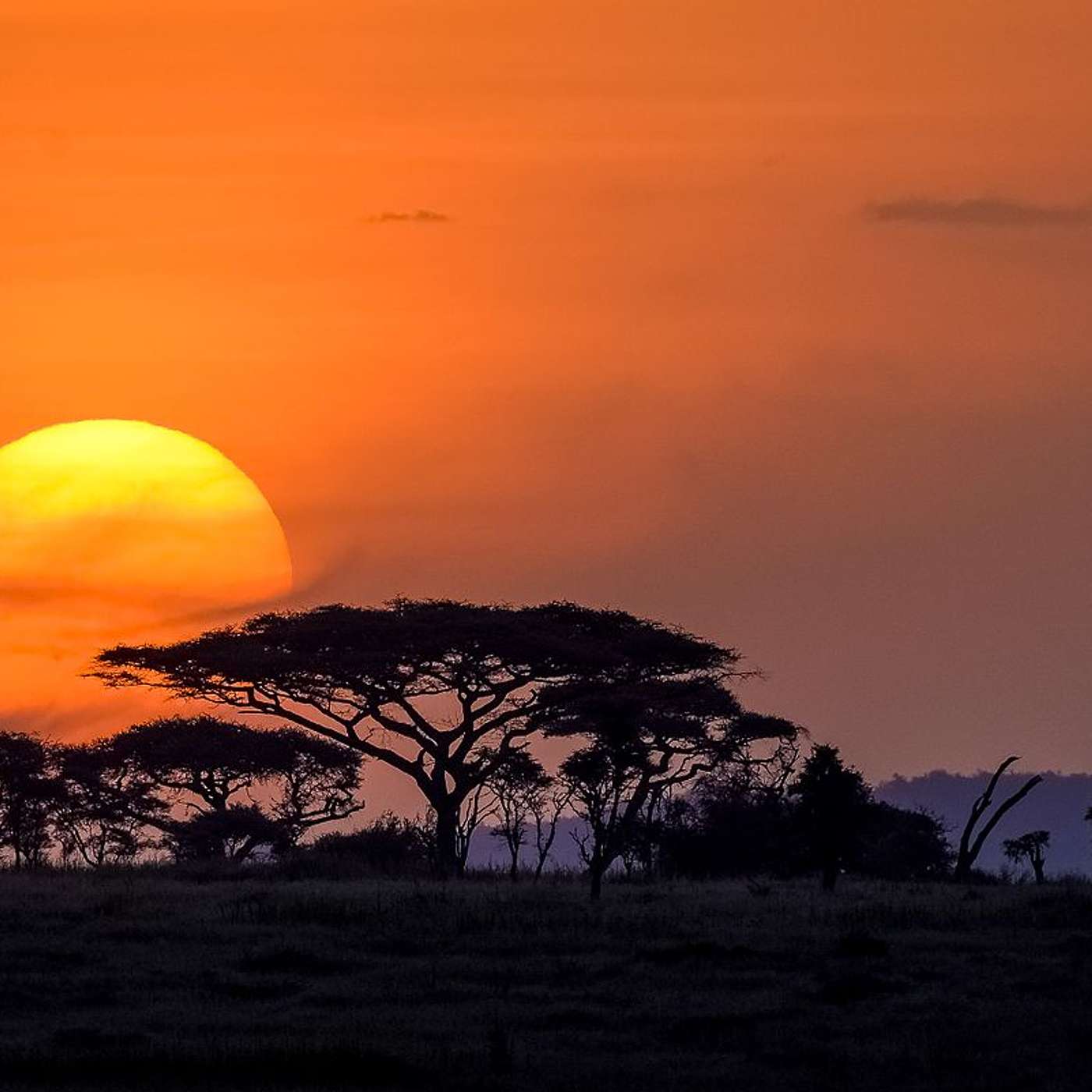 AFROSAFARI MEDIA