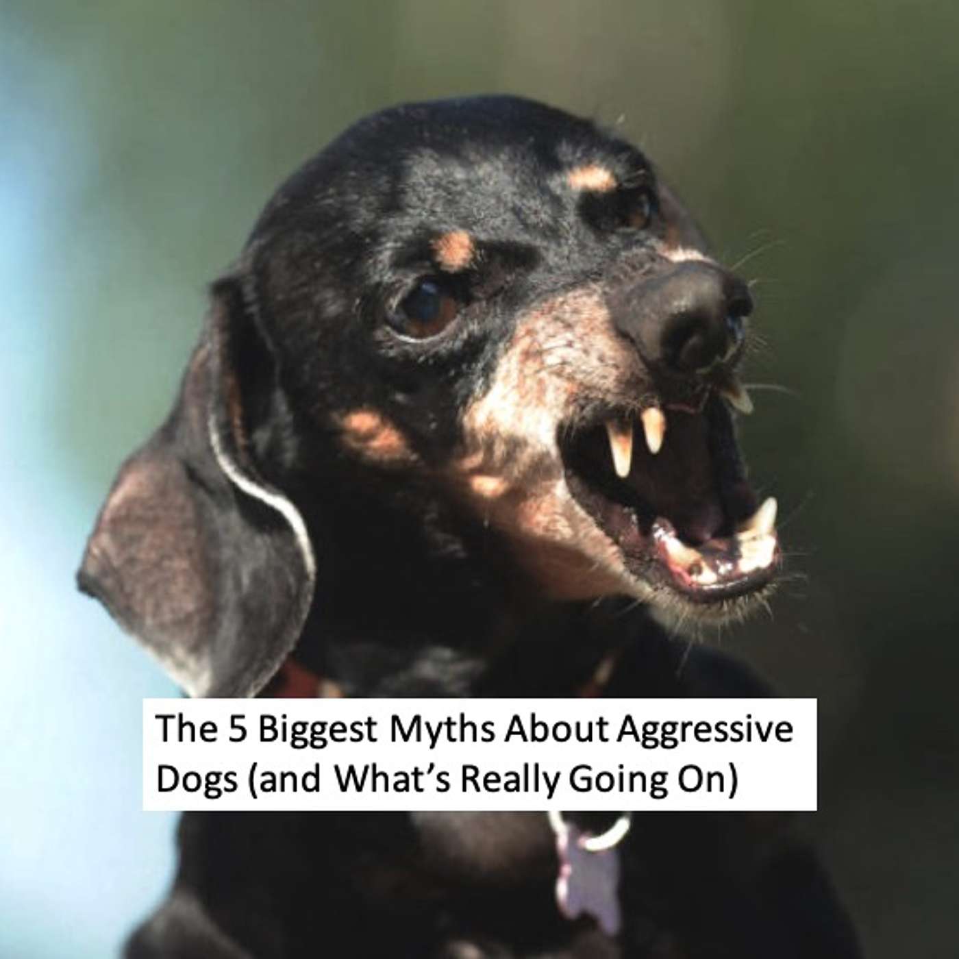 The 5 Biggest Myths About Aggressive Dogs (and What’s Really Going On)
