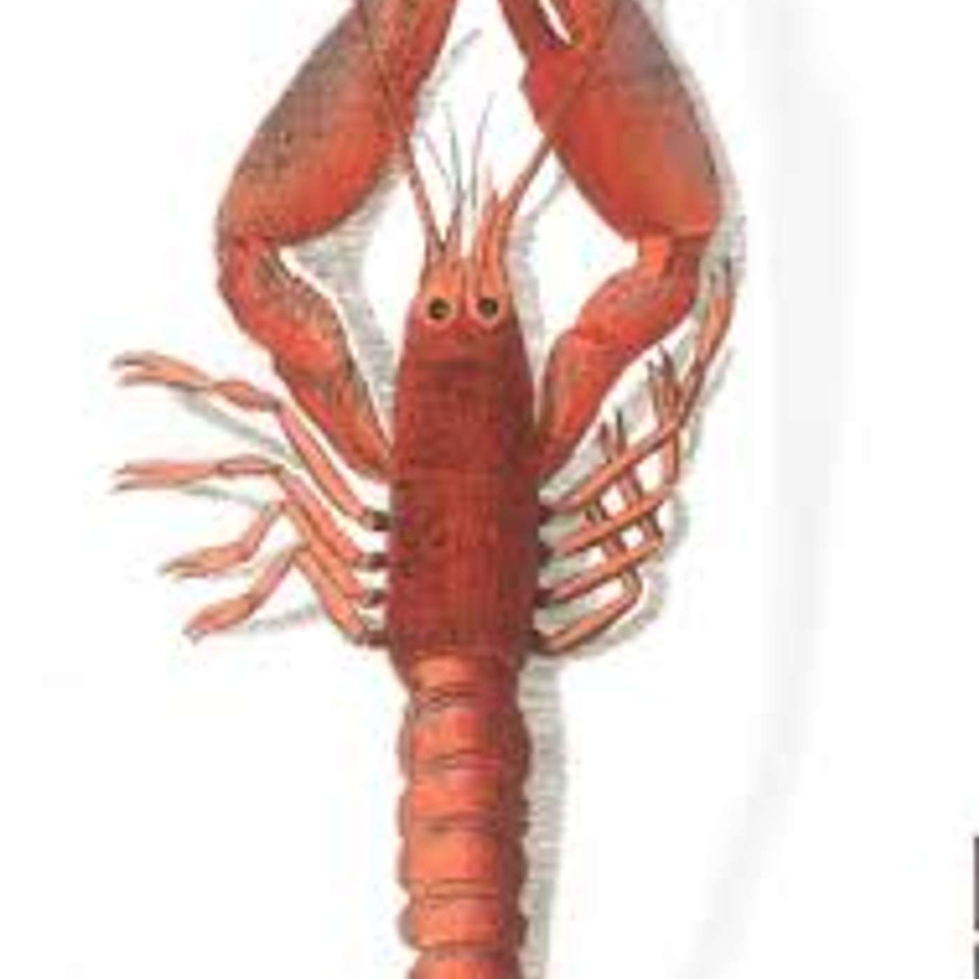 19th Edition of ANABOLIC ACADEMY: Shellfish VS Fish~ Which is BETTER for Bodybuilding? episode artwork