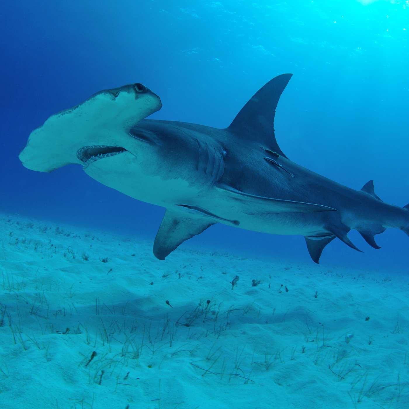 S3 E22: Fear vs Facts: Australia's Shark Culling Debate