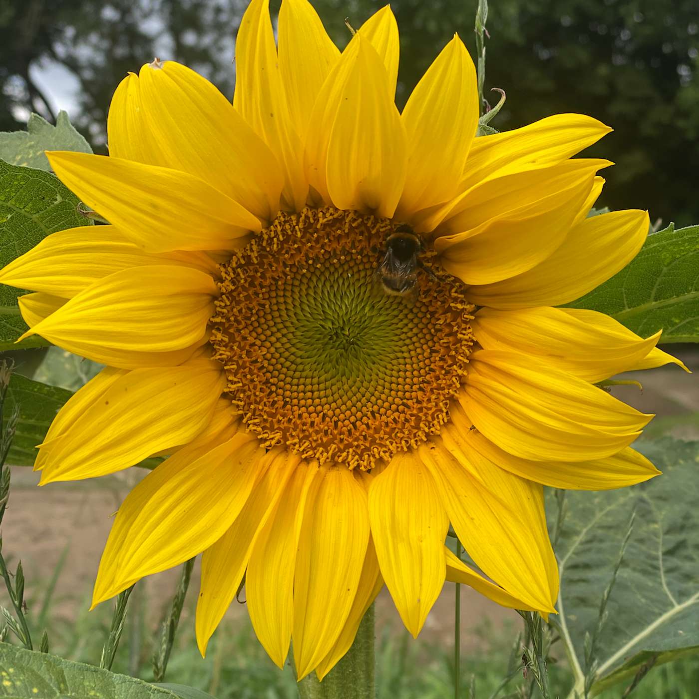 The Inner Sun