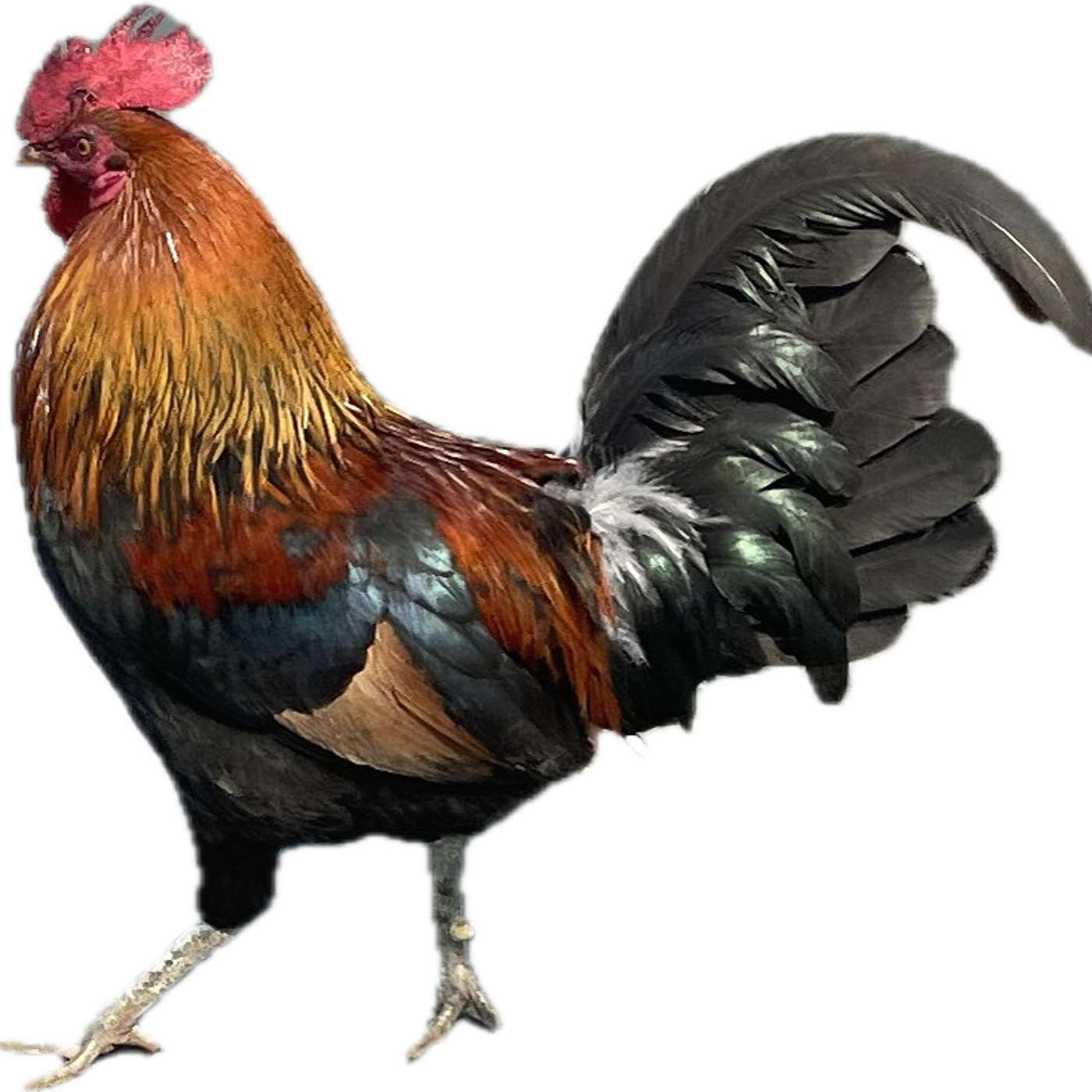 Amazing Animals (Animal Expressions, Part 1)