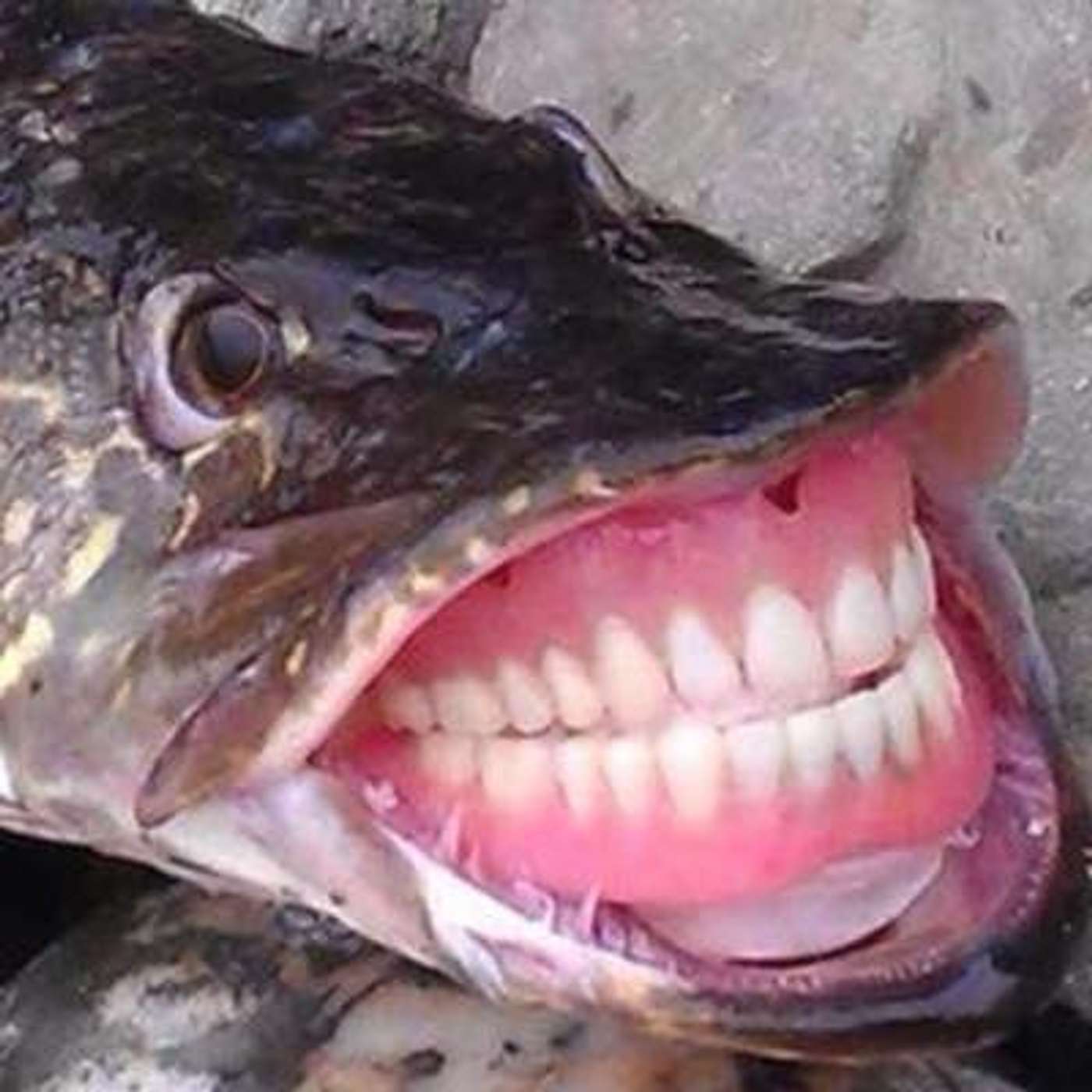 Innsmouth Book Club