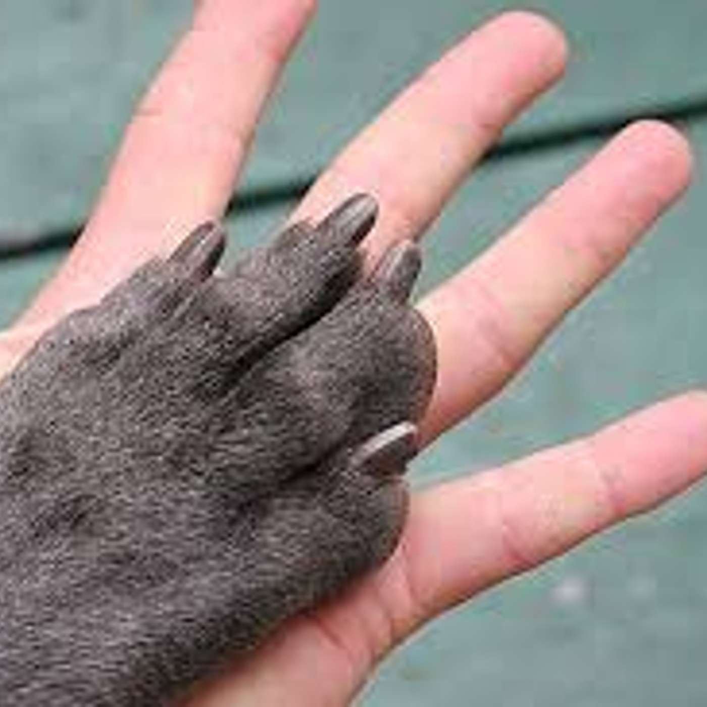 Tagliare le unghie ai nostri animali   di  Lucia Orlandi