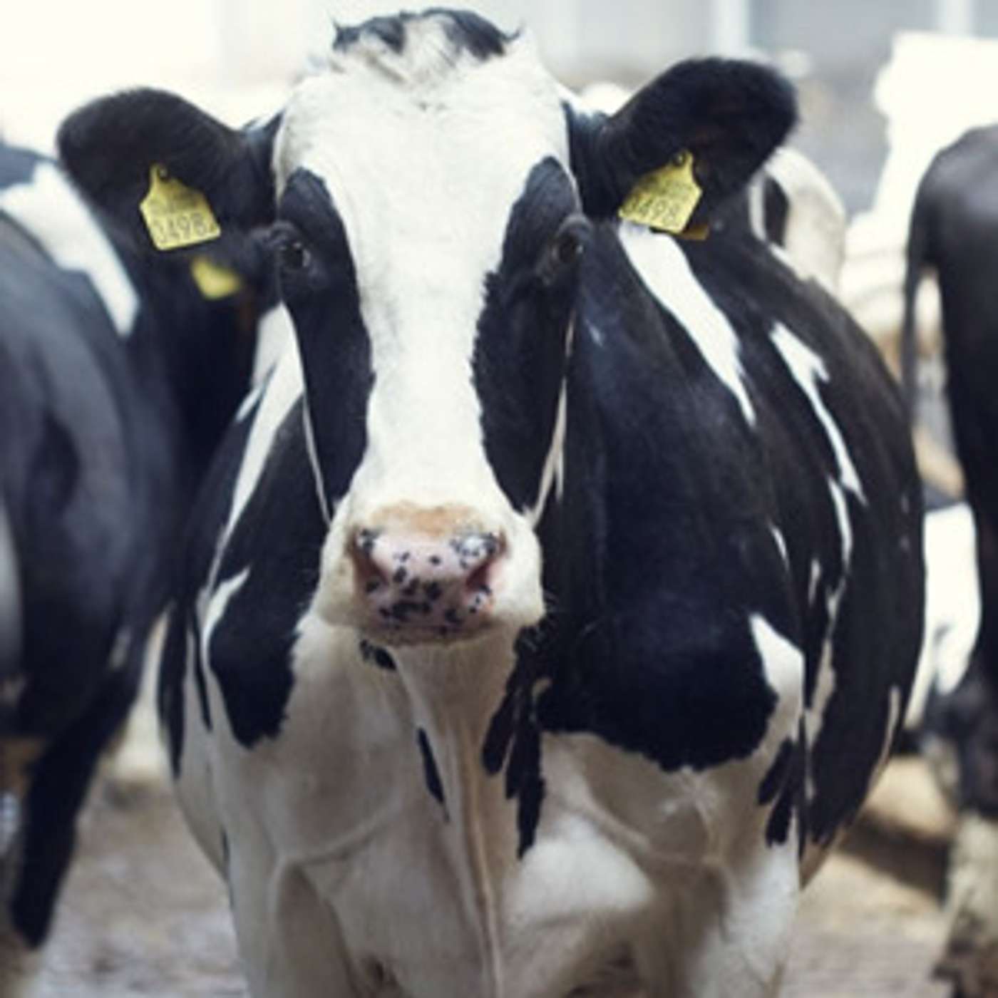 DairyVoice Podcast