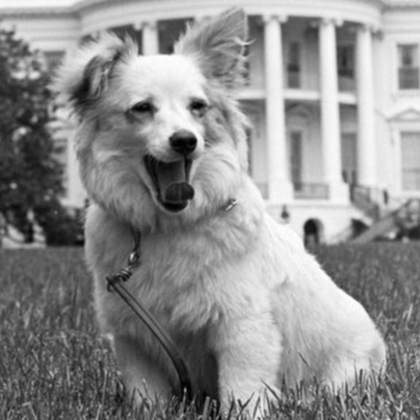 Pawdcast