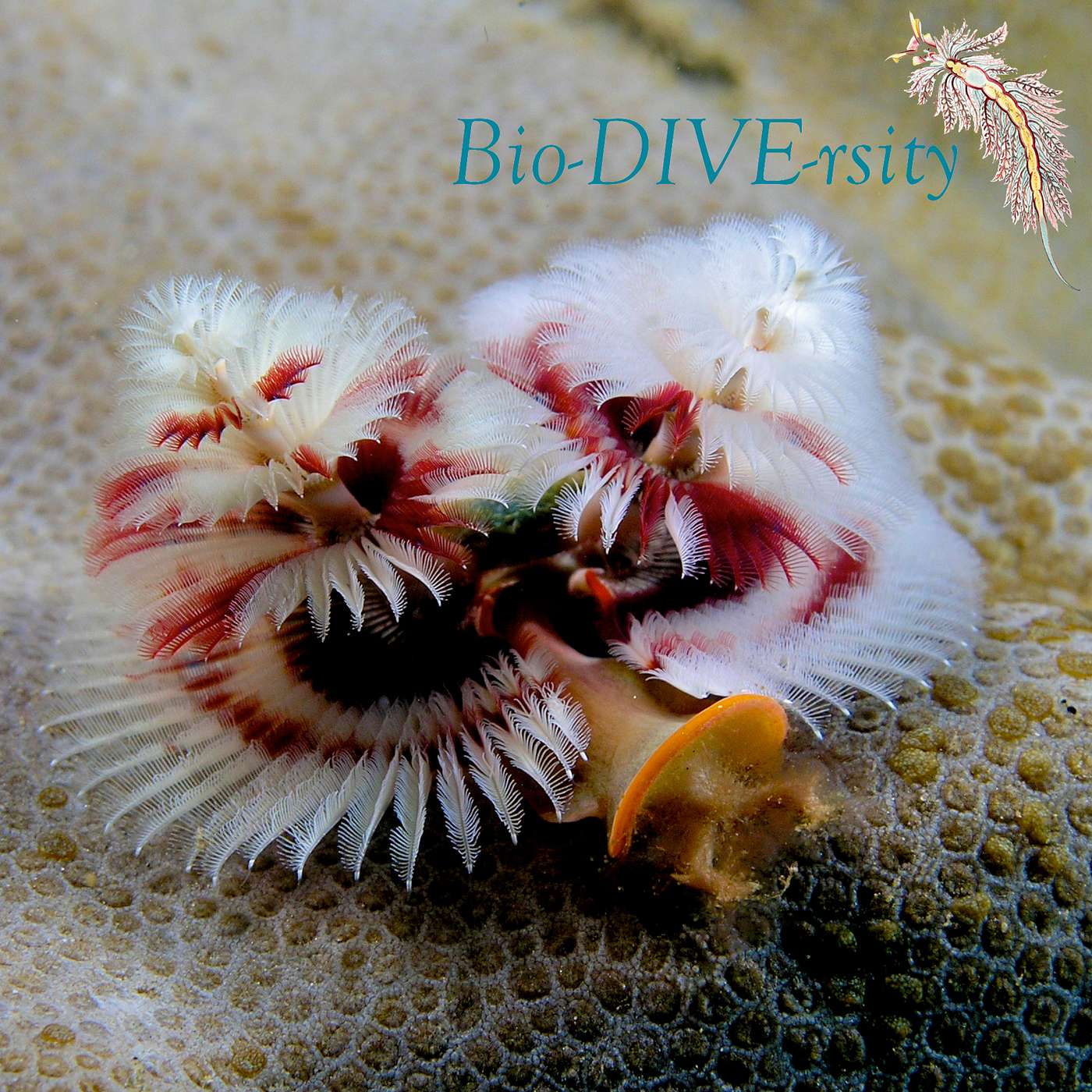 Ep. 15: Naughty Or Nice?