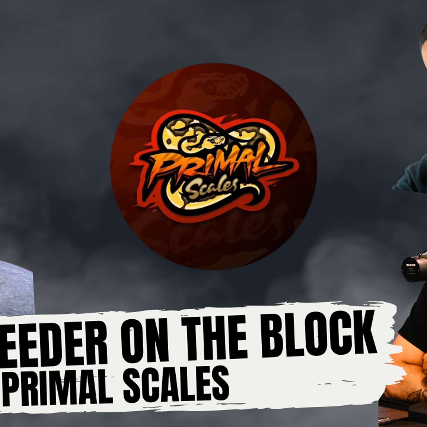 MAKING BALL PYTHONS GREAT AGAIN | NEW BREEDER ON THE BLOCK W/ PRIMAL SCALES LIVE