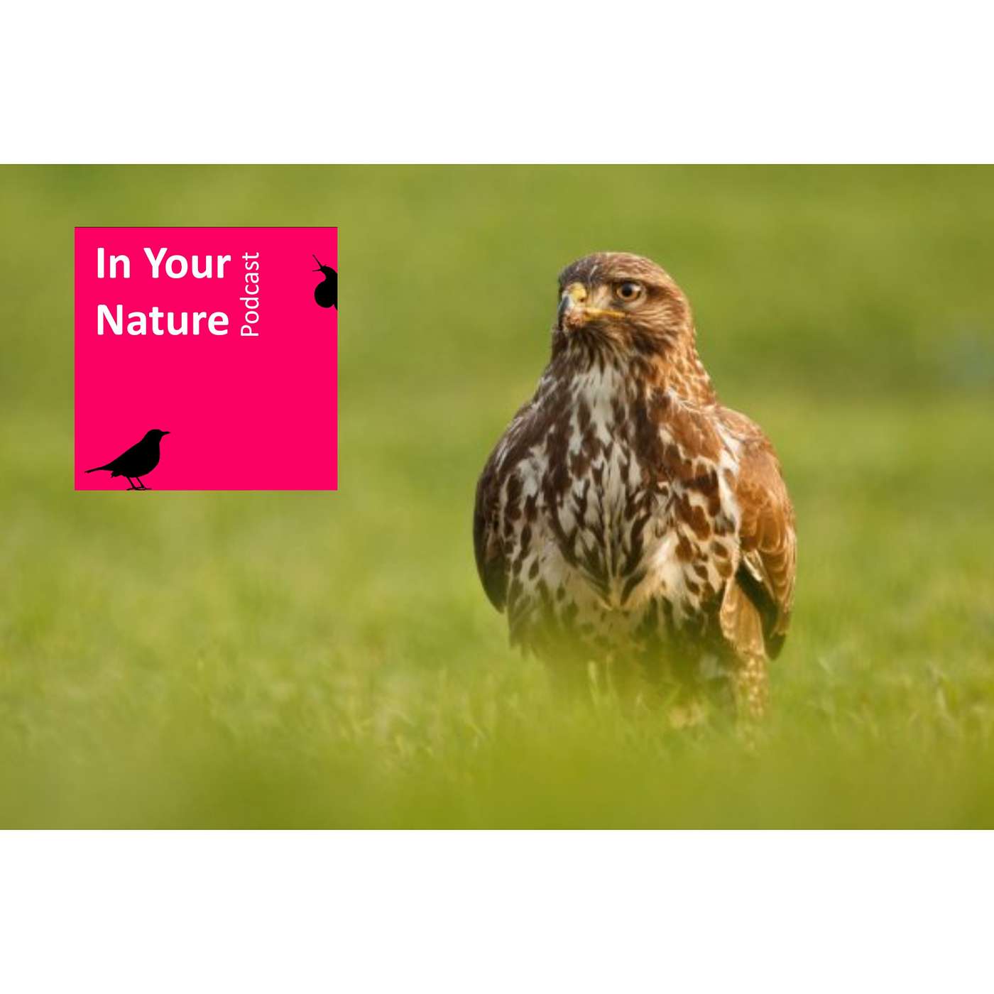 In Your Nature Ep 04 - Buzzards