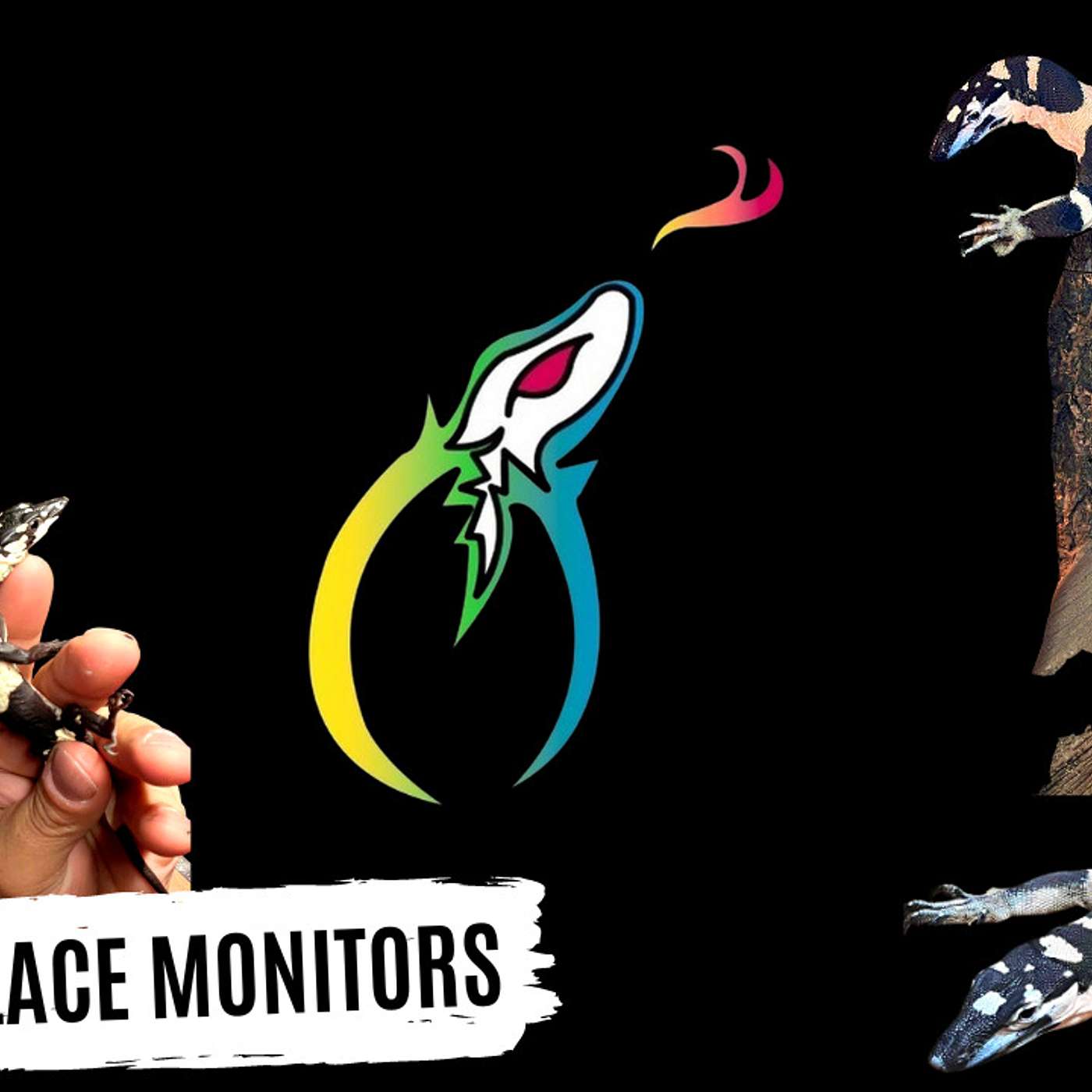 Trap Talk Reptile Network