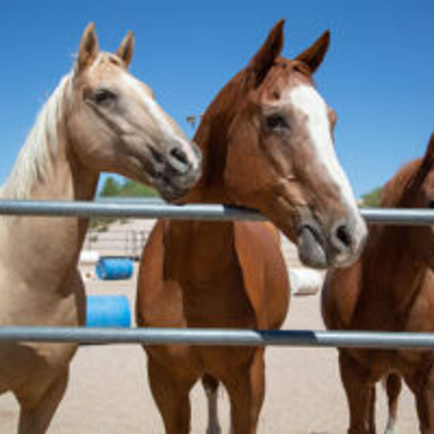 Wickenburg Retreat Offers Pet Loss Healing Program