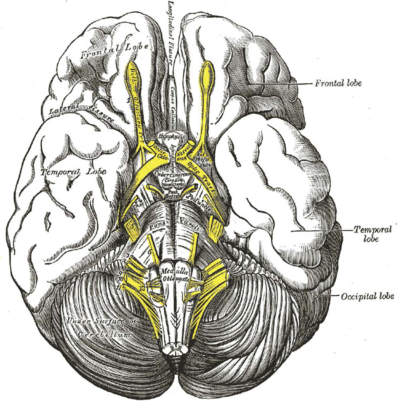Can Spinal Adjusting Effect Cranial Nerves? They Do Not Pass Through the Spine.