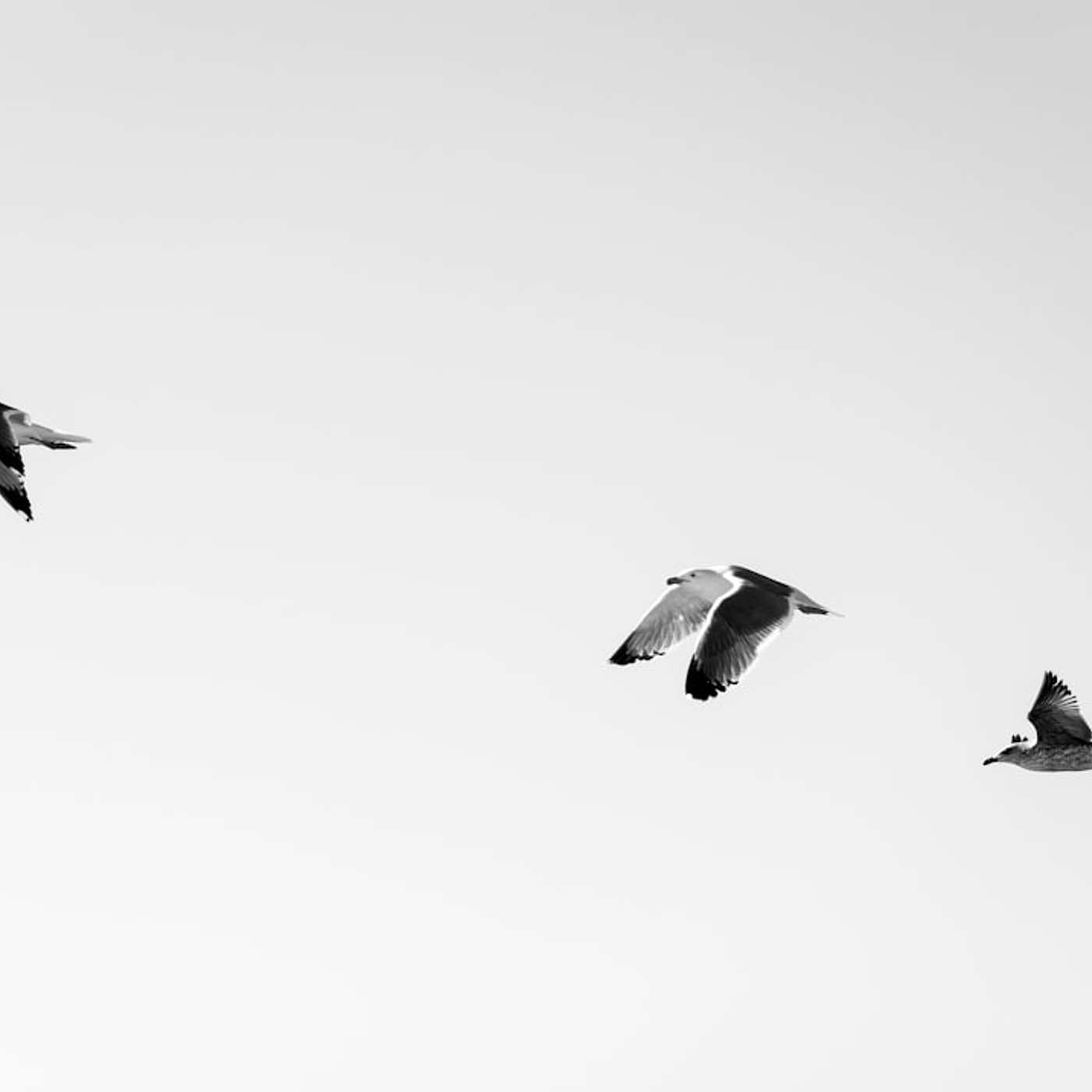 The Imaginal Life