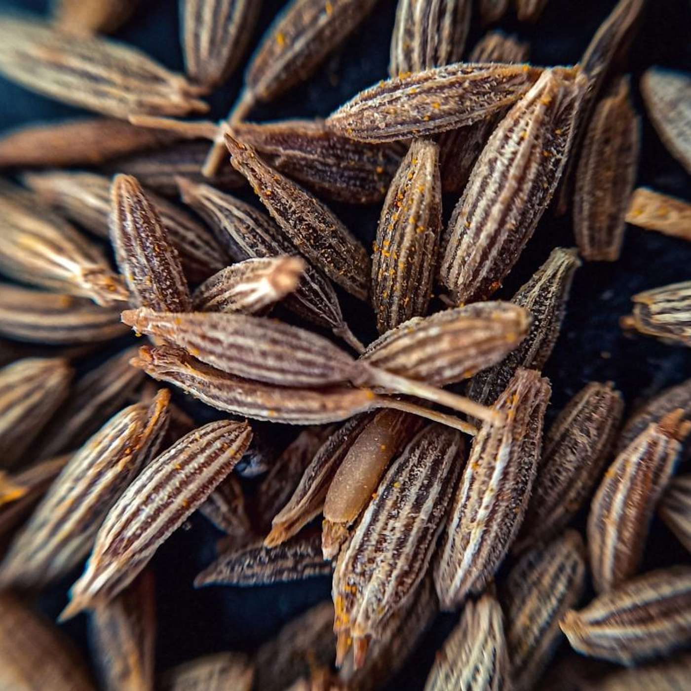 Seattle Unity Sunday Podcast - January 30th, 2022 - Breaking the Seed