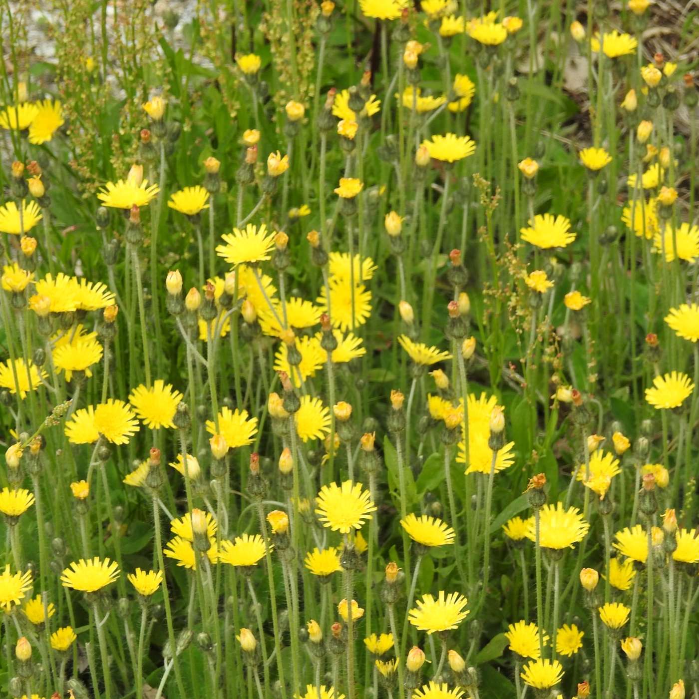 A SEA OF YELLOW