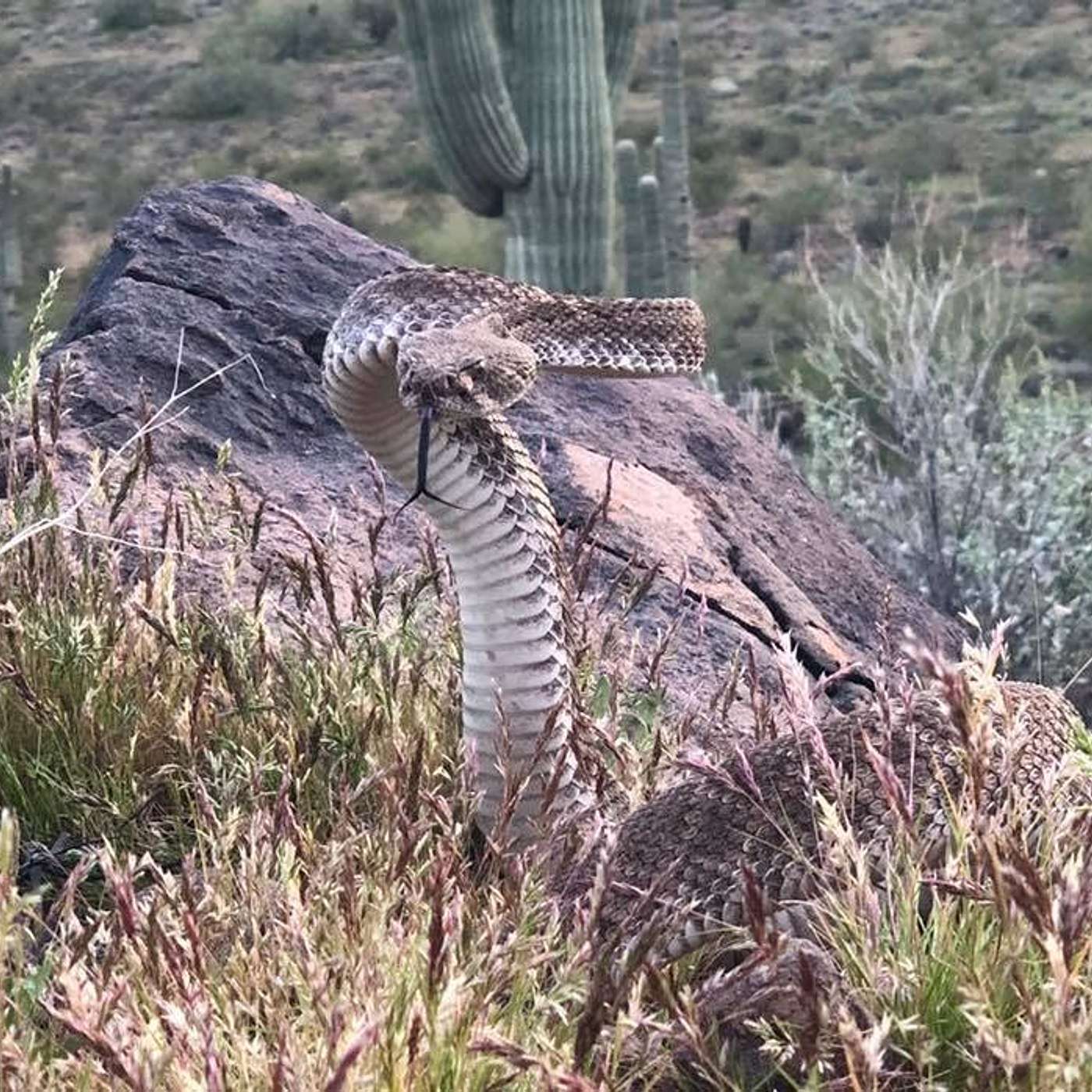 Episode #69 Rattlesnakes In Quail Country w/ Special Guest Cody Will episode artwork