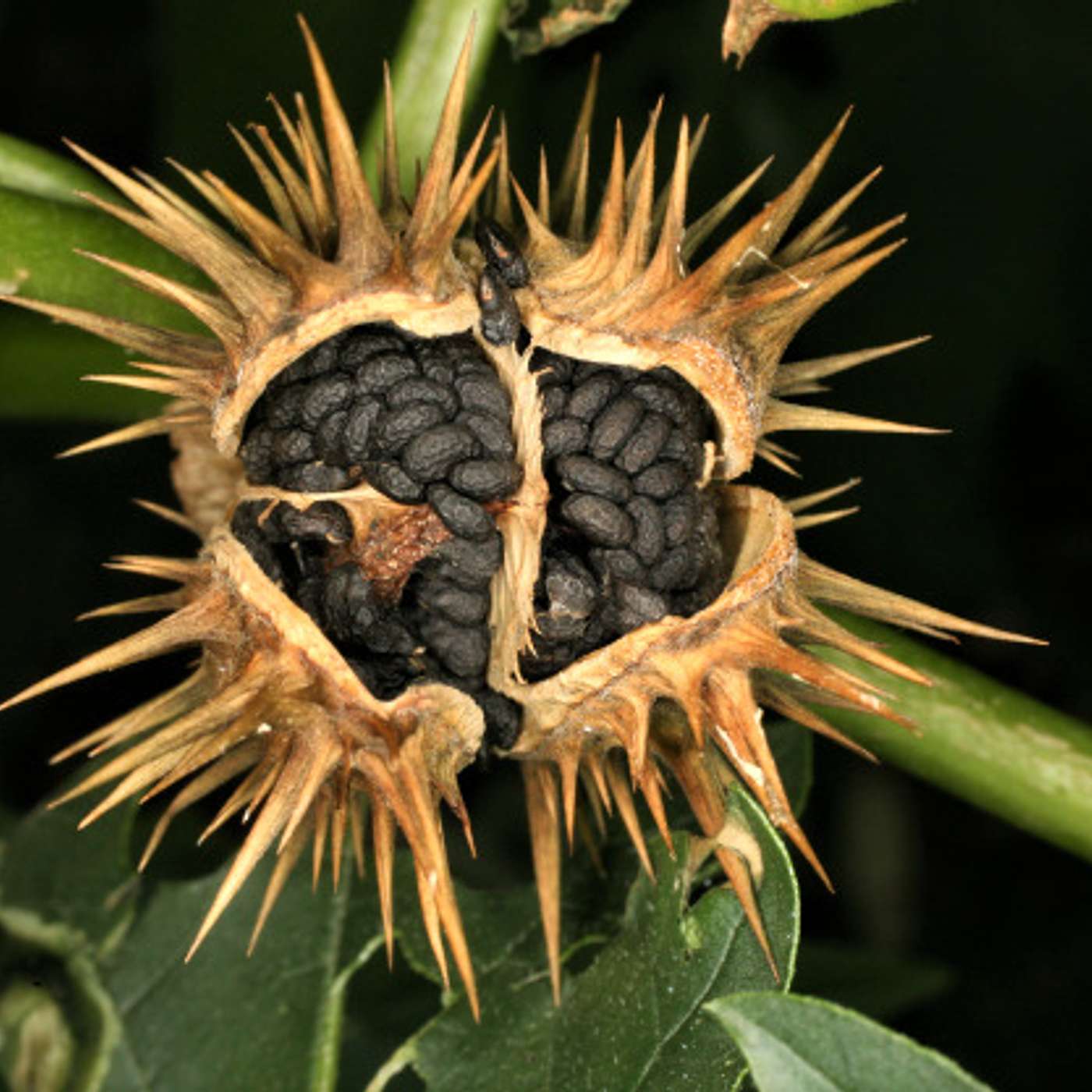 Datura stramonium (thorn apple); a dangerous plant with many names and magical uses episode artwork
