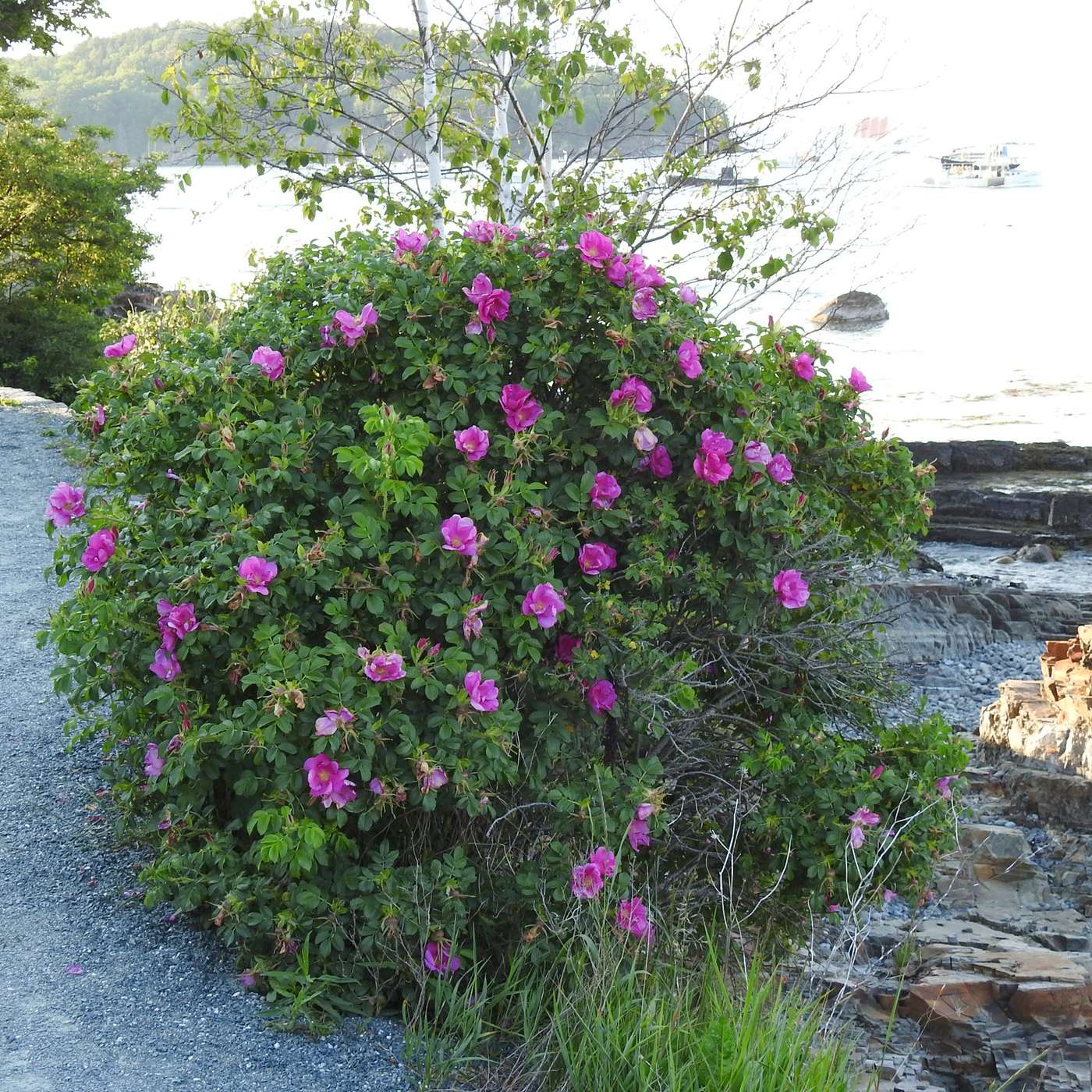 SALT AIR AND ROSES