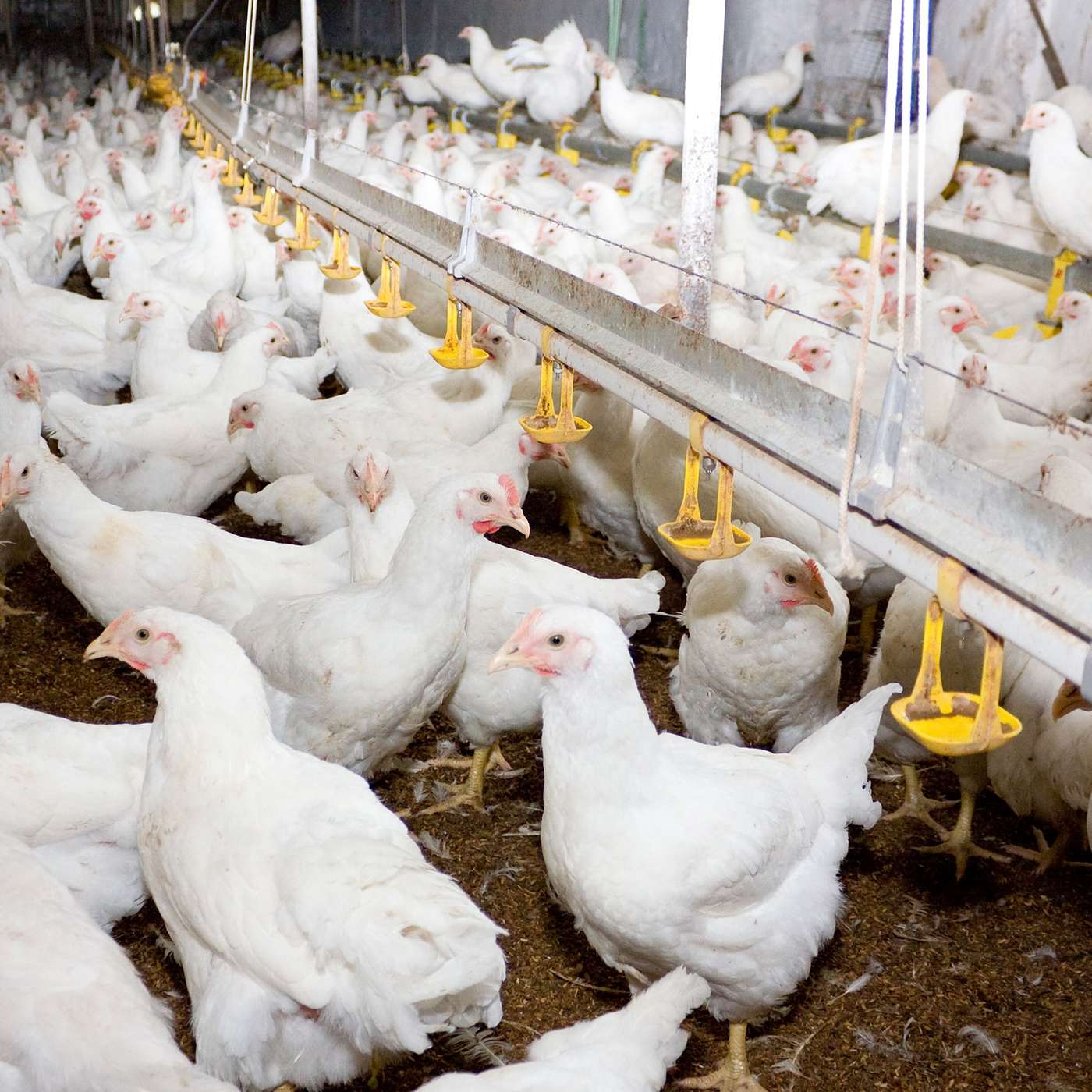 High pathogenic avian influenza: What's the same, what's different?