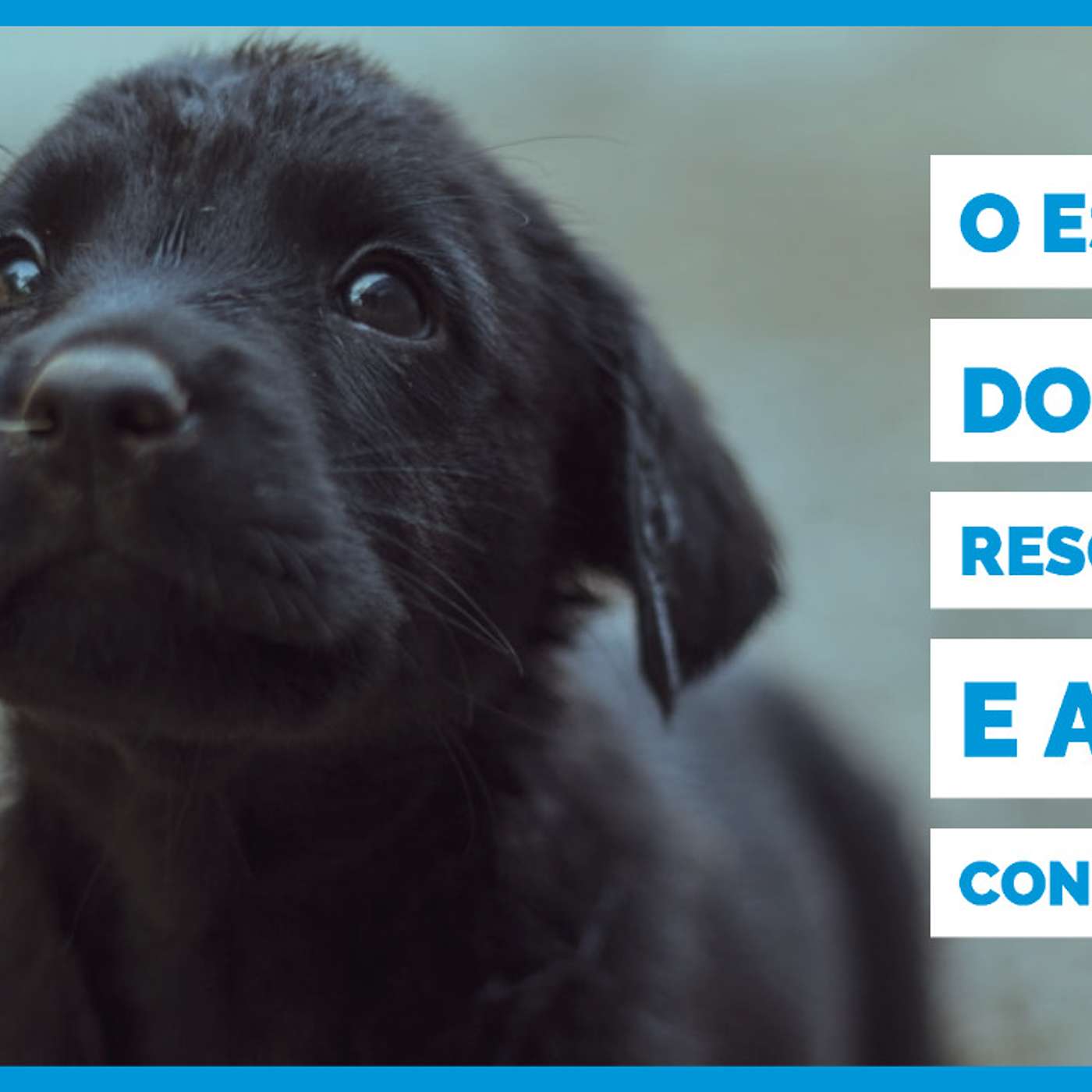 O estigma dos cães resgatados e a real condenação.