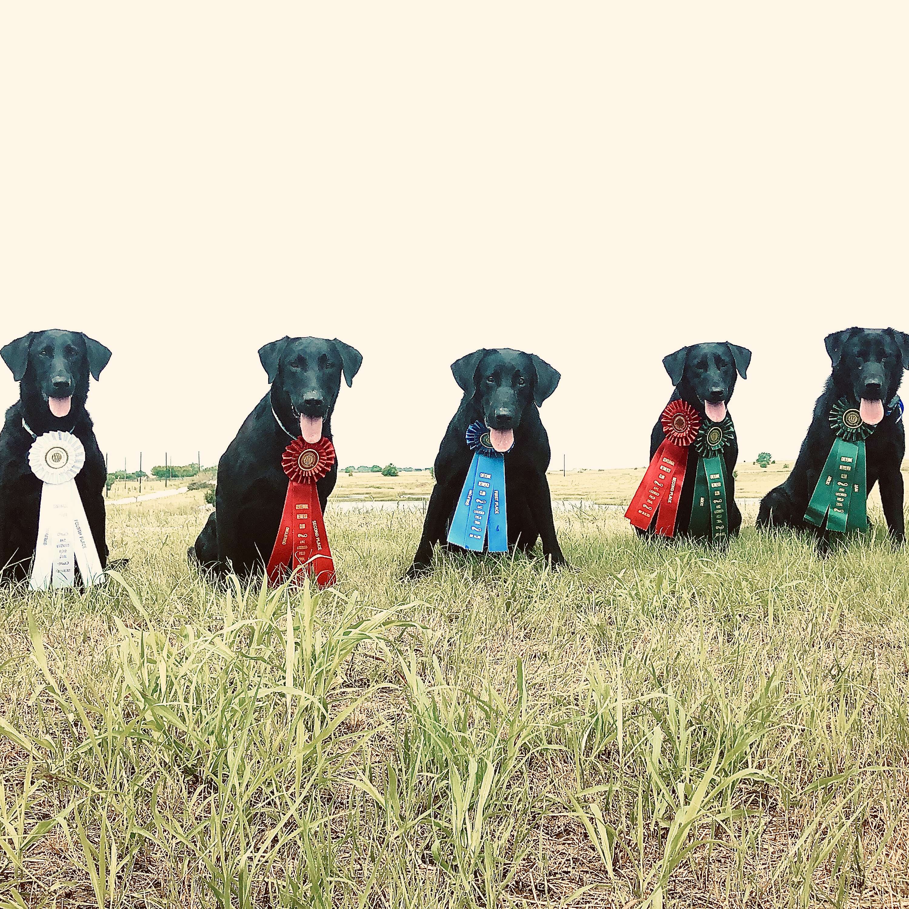 The Retriever Podcast - Wade Cashion 