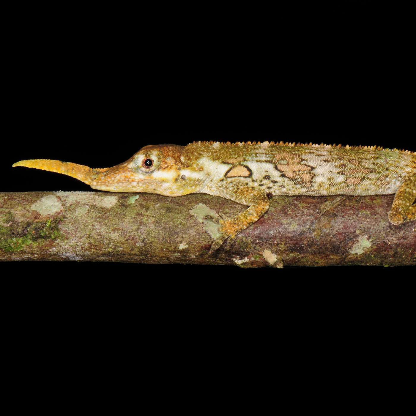 28. A closer look at evolution by natural selection