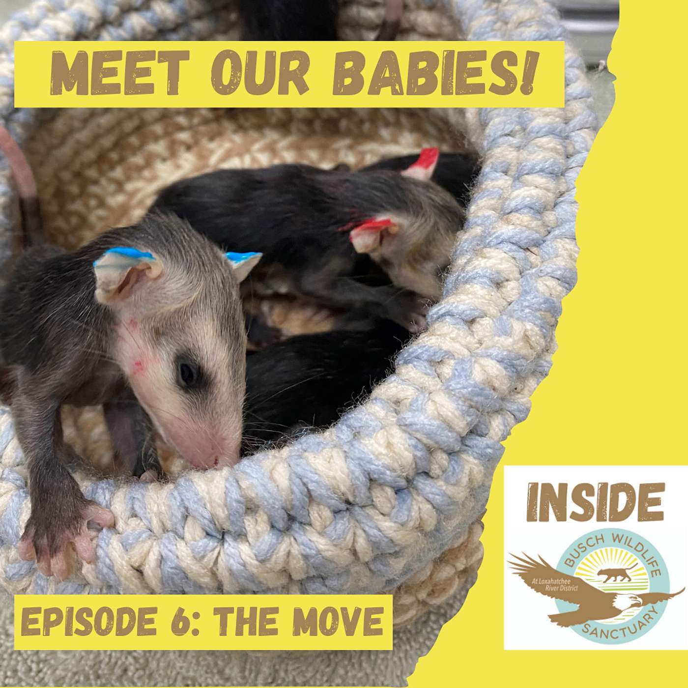 Episode 6: The Move