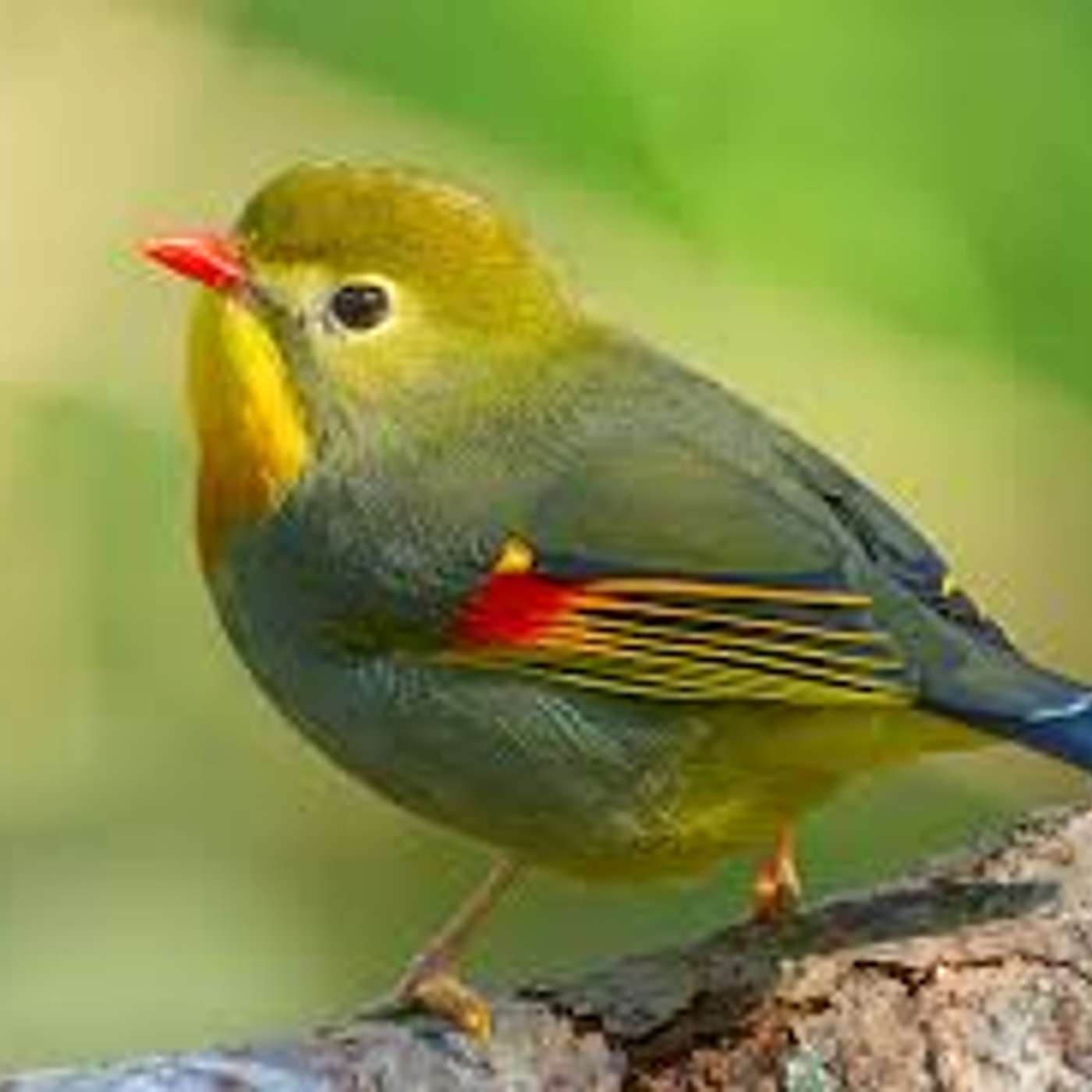 Amici per il pelo, il mondo degli animali visto e raccontato da una veterinaria