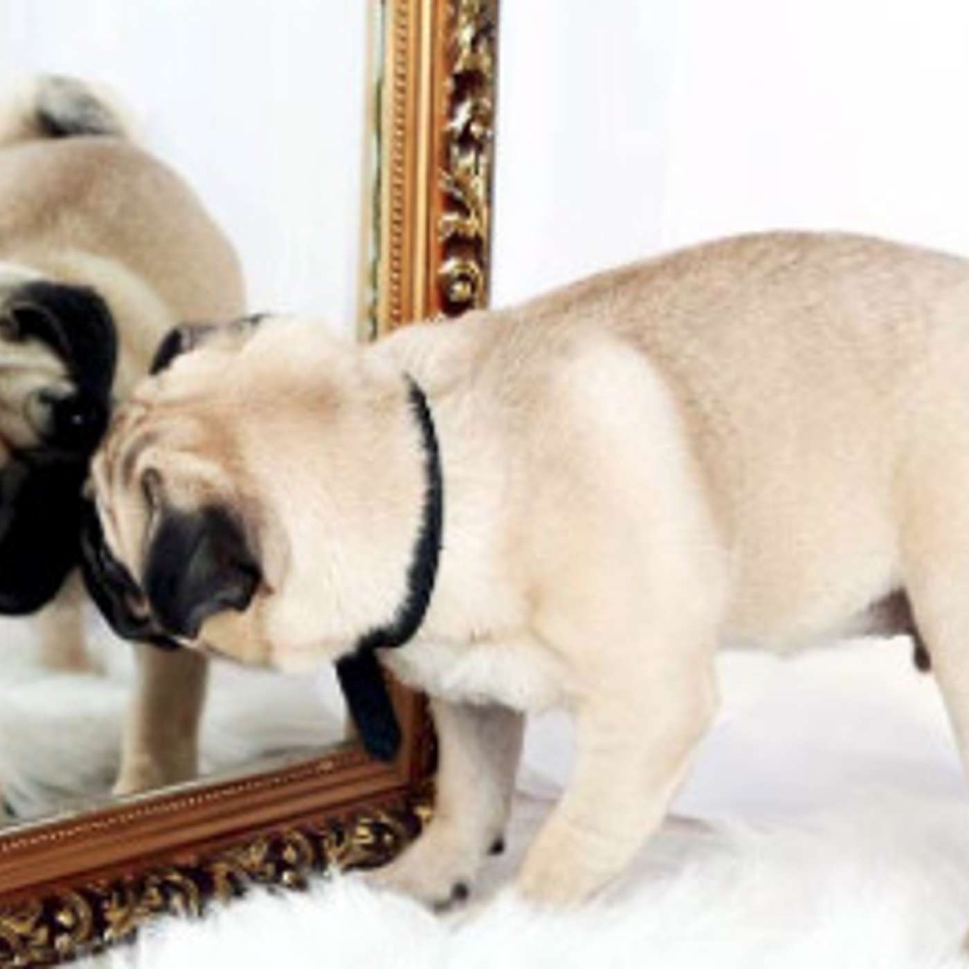 O comportamento do cachorro espelha o comportamento do dono?