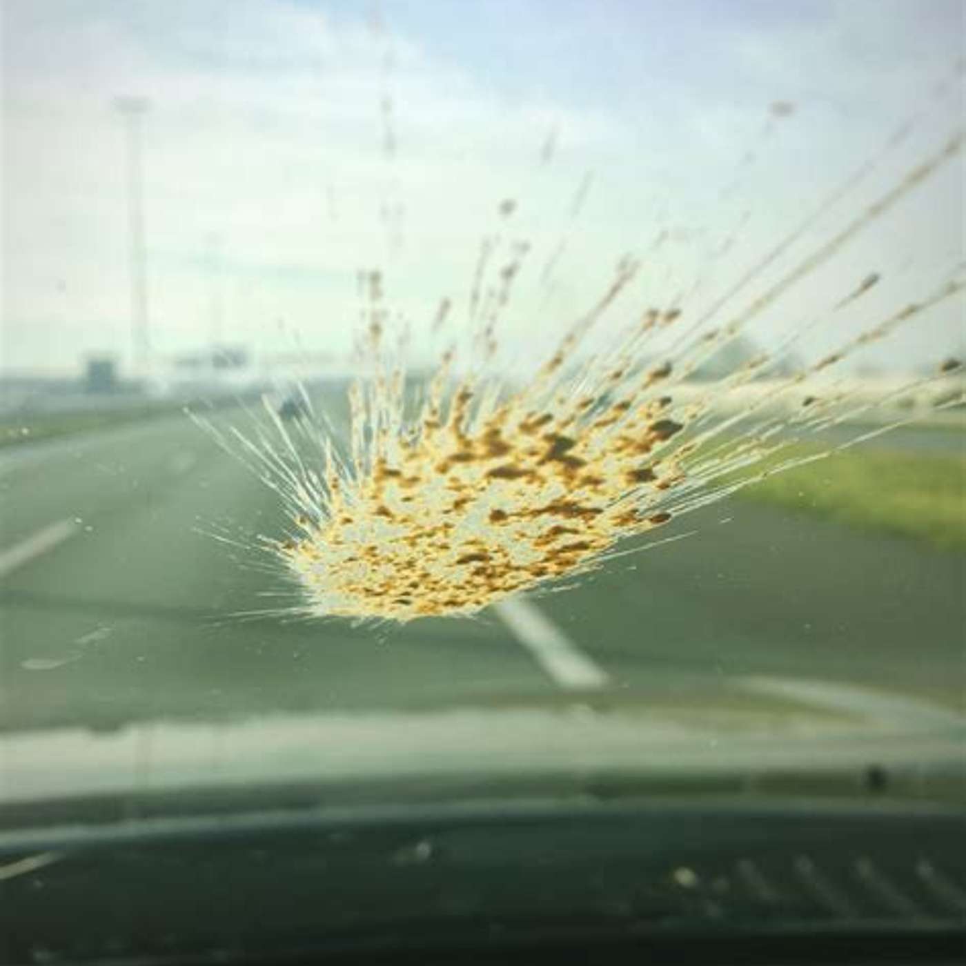 Wildlife markets closed in China.. and a new easy to count bugs, also bio controls episode artwork