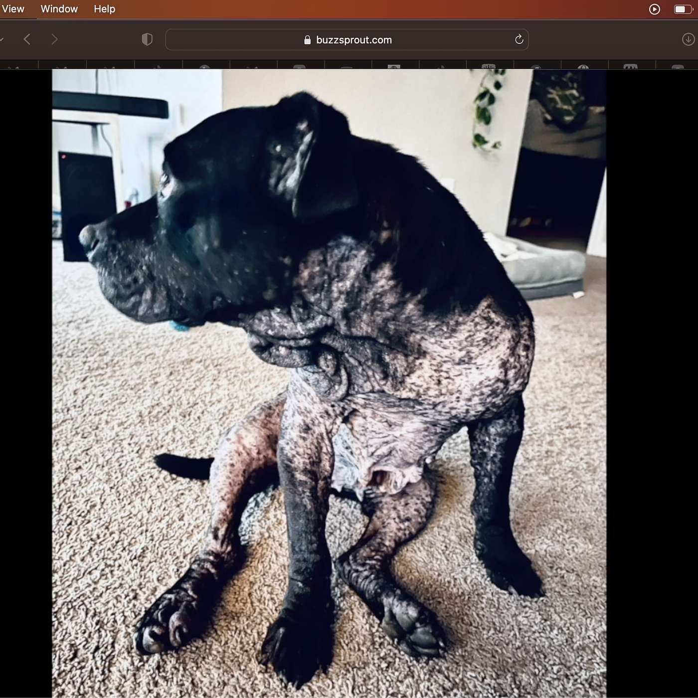 SEED : video & start with the best #adoptdontshop