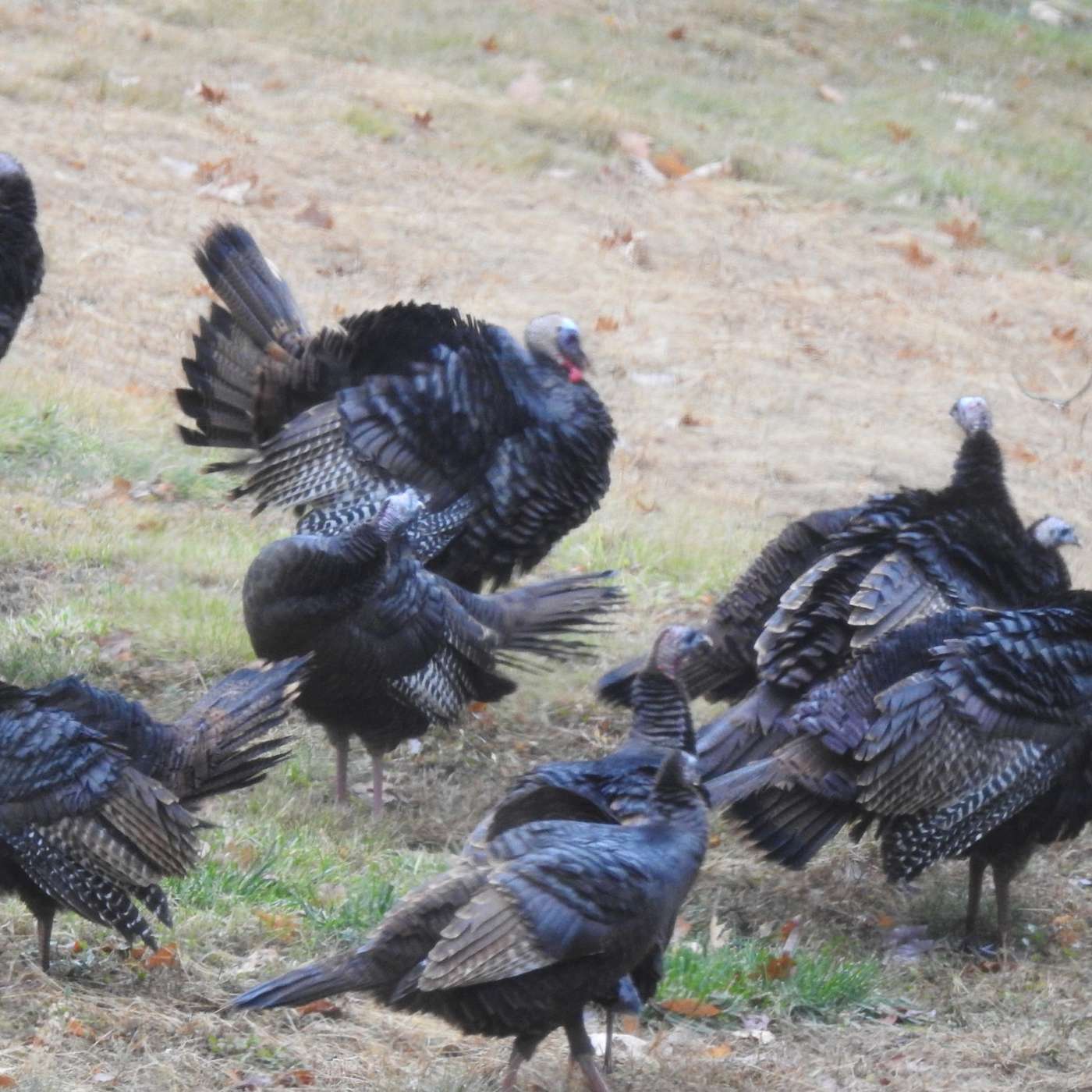 A TURKEY FEAST