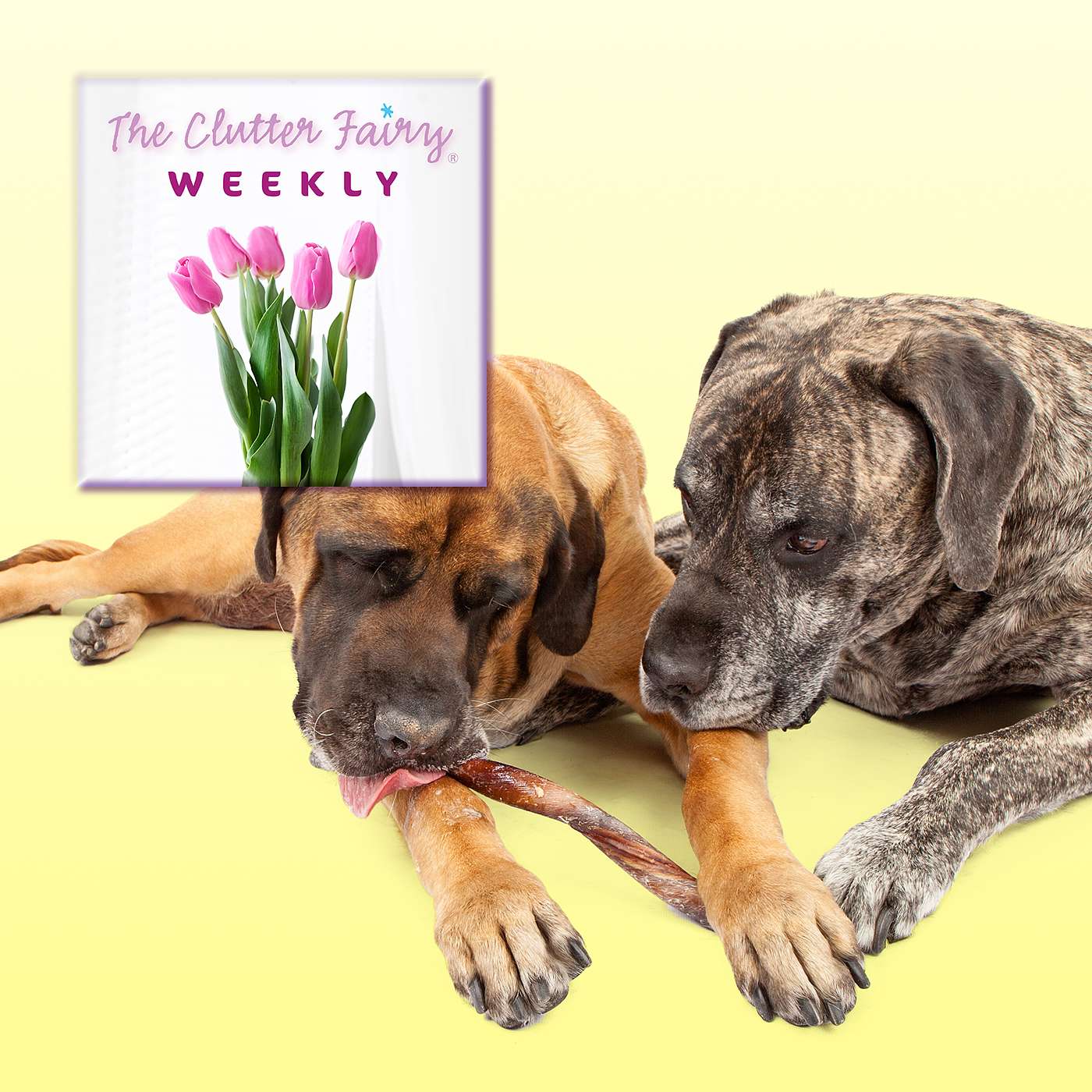 The Clutter Fairy Weekly
