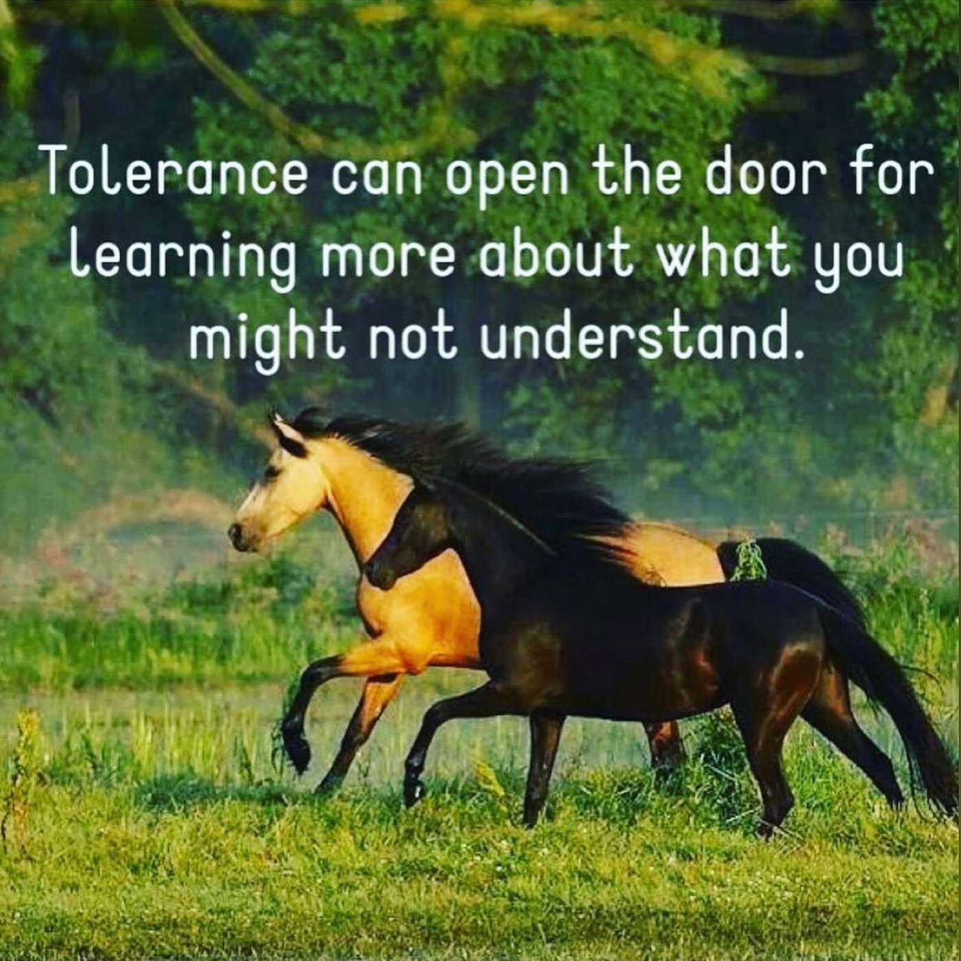 Be Tolerant episode artwork