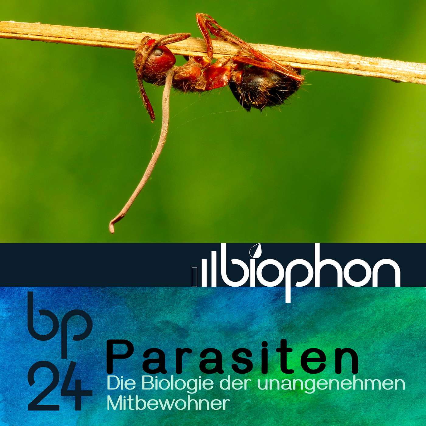 bp24: Parasiten - Die Biologie der unangenehmen Mitbewohner