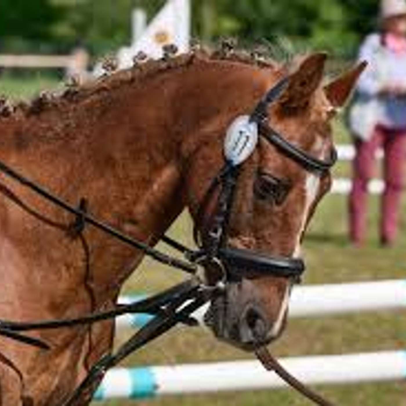 Buon nuovo anno! Il futuro degli animali Buon nuovo anno! Il futuro degli animali