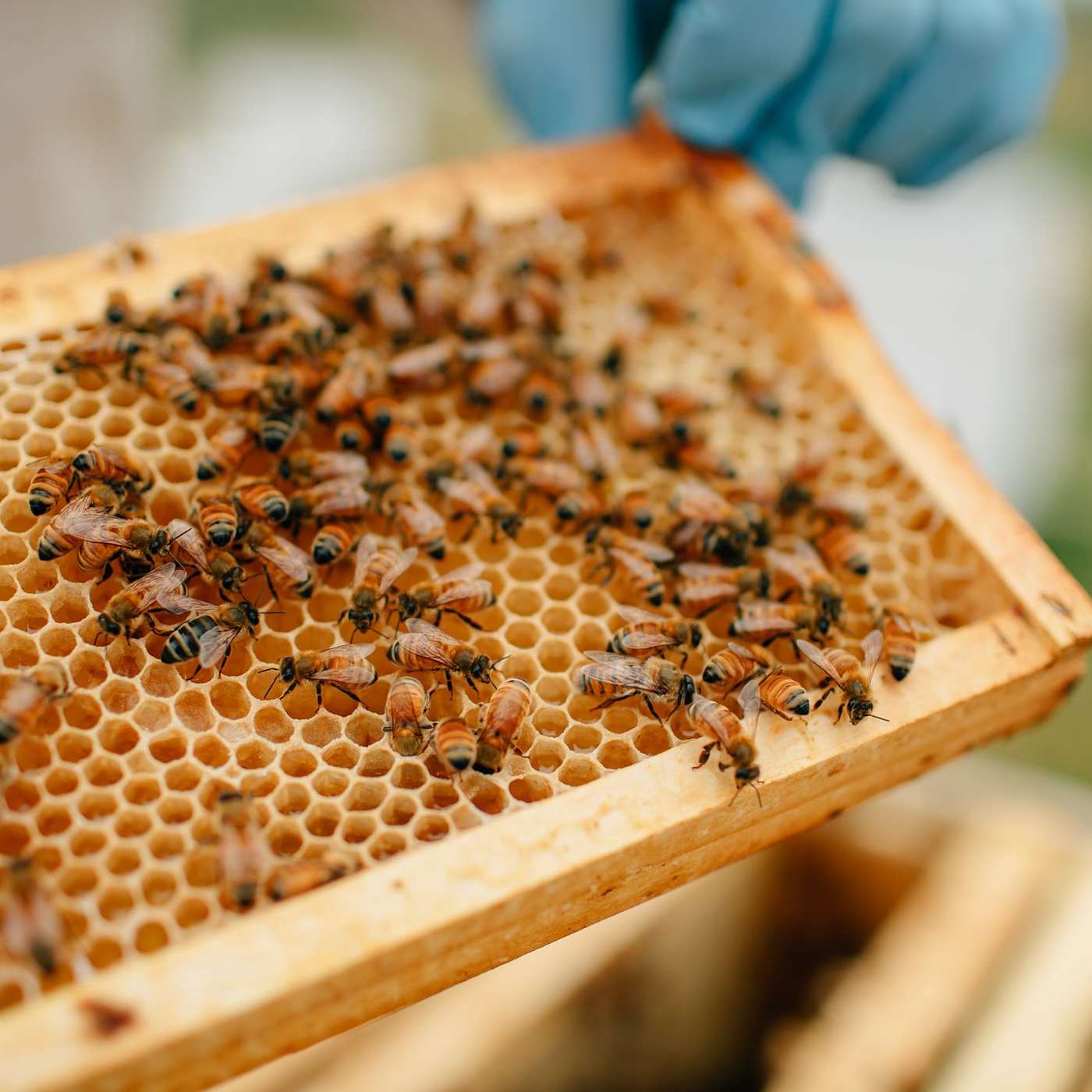 Varroa Expert Interview Series: Topic 5 - Integrated pest management