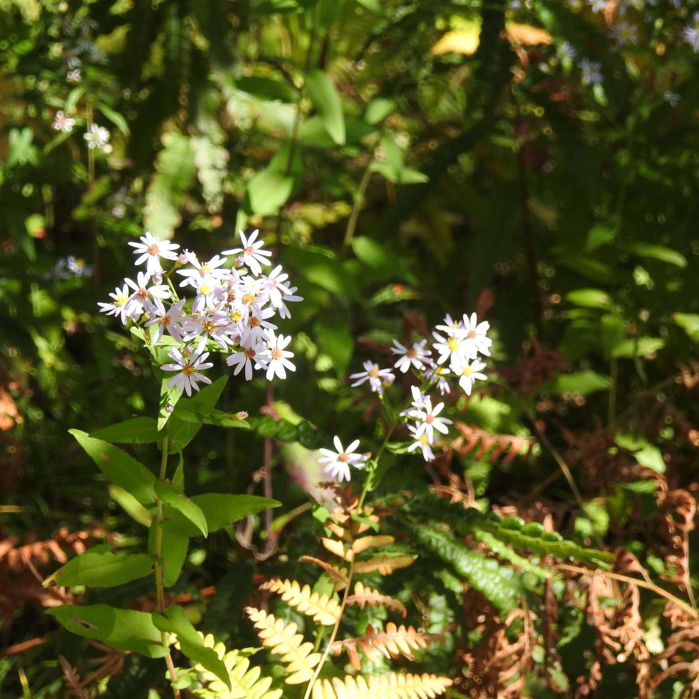 FLOWERS ARE STILL IN NATURE'S GARDEN episode artwork