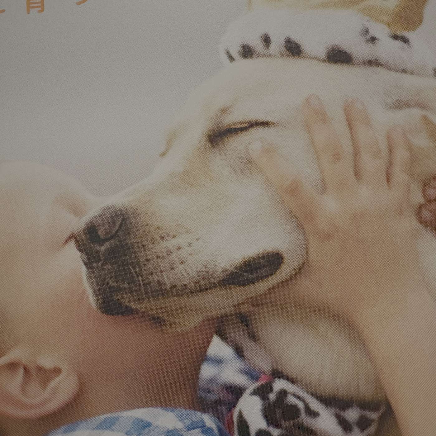 Redefining Grief: Embracing Empathy and Community Support in Japan 2 Redefining Grief: Embracing Empathy and Community Support in Japan 2