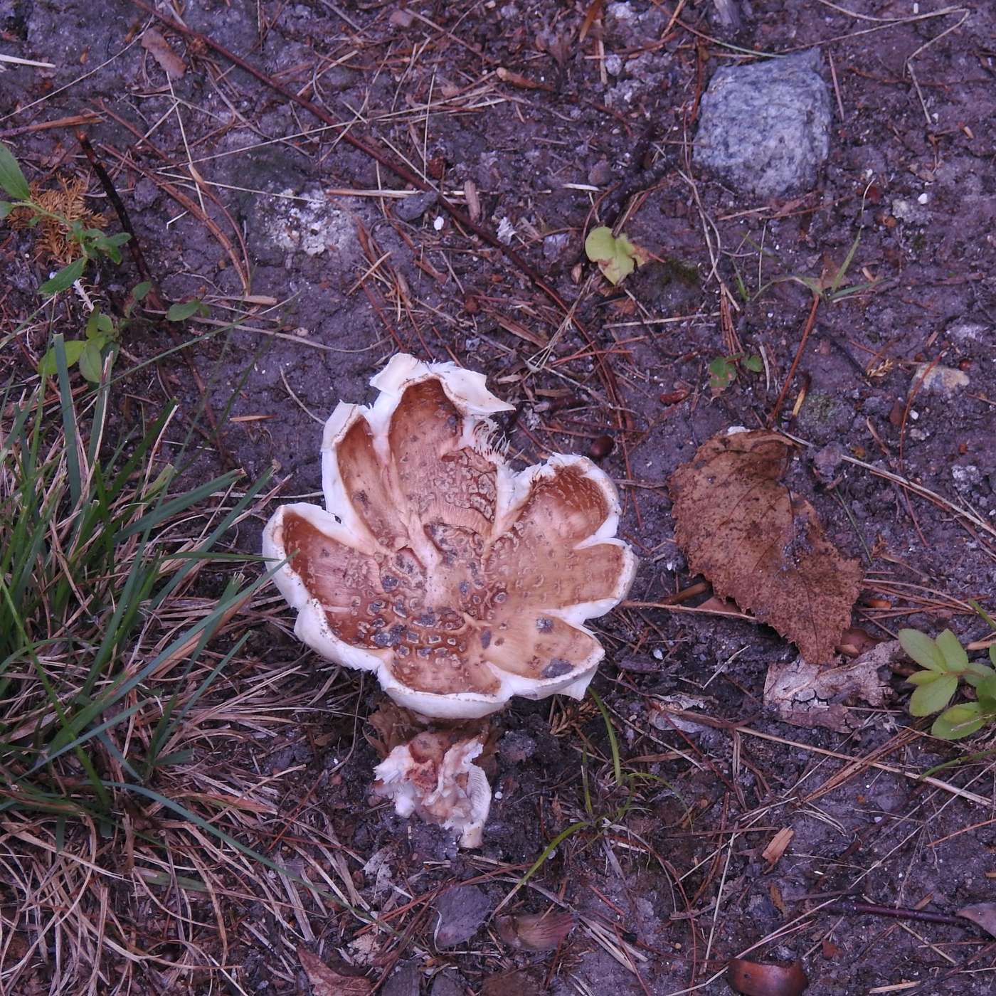 THE UNIQUENESS OF NATURE