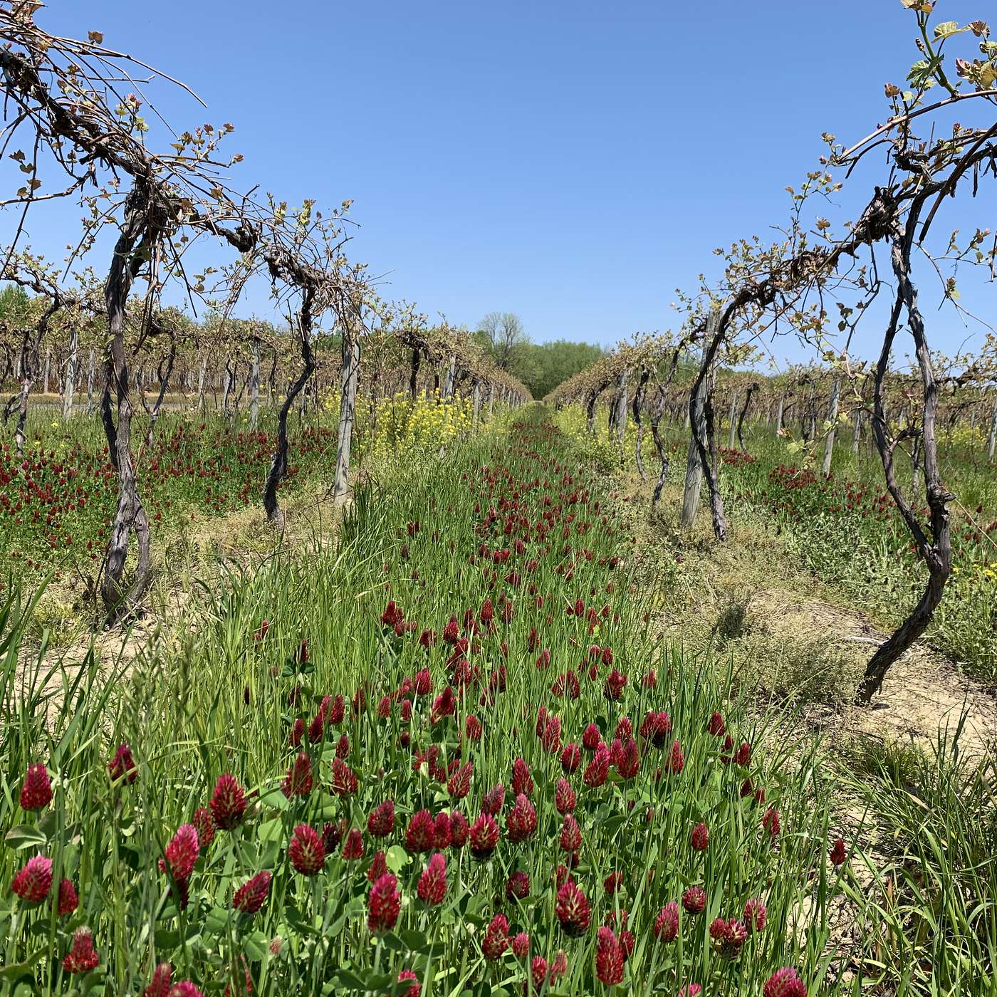 Between the Vines