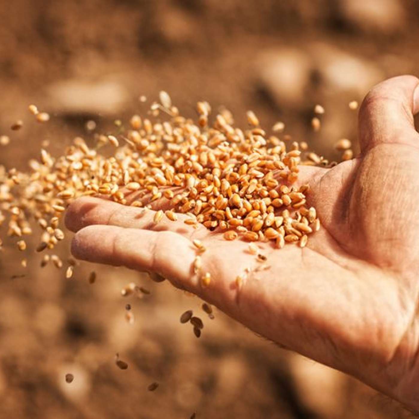 The Truth About Sowing [Part 3]