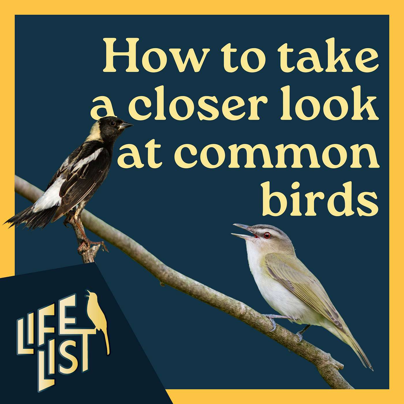 Advanced birding: How to study birds you've already identified