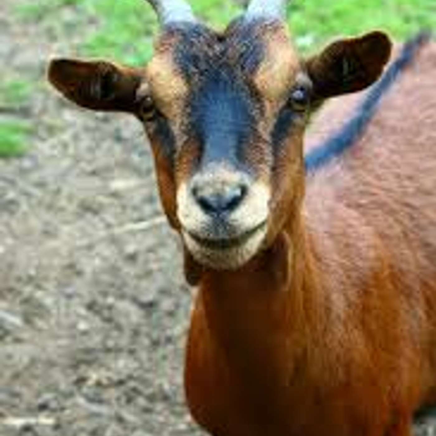 Produkter vi gjort och vad sällskapsdjur är