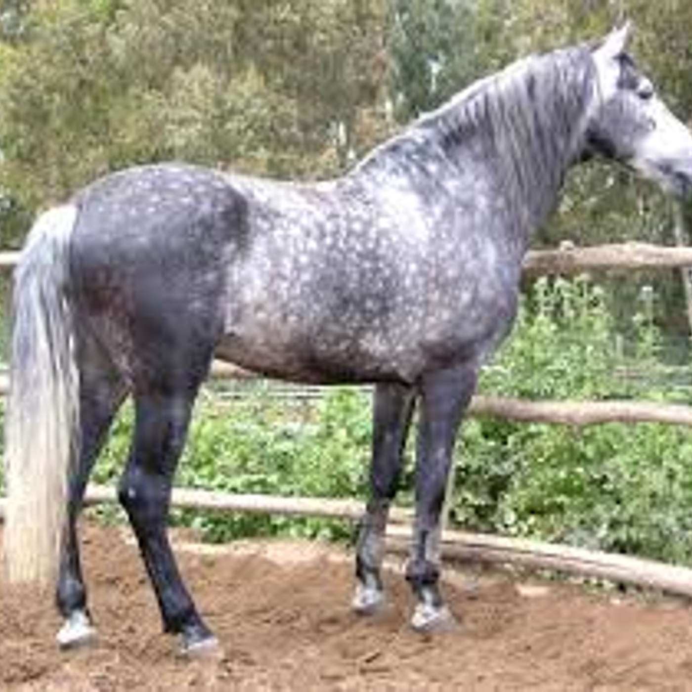 Cavallo Gitano da Animalia di Amerio Croce  con Lucia Orlandi