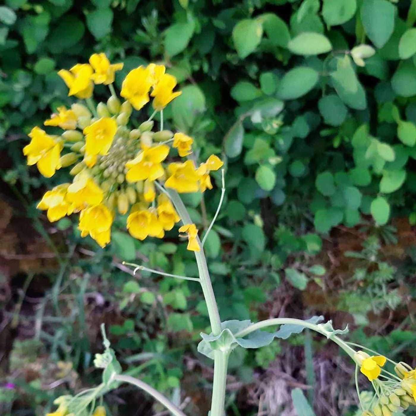 SacredSpace102fm - Faith and Hope in what is: A Reflection with Noirin Lynch - 3 May 2020 (S10E24)