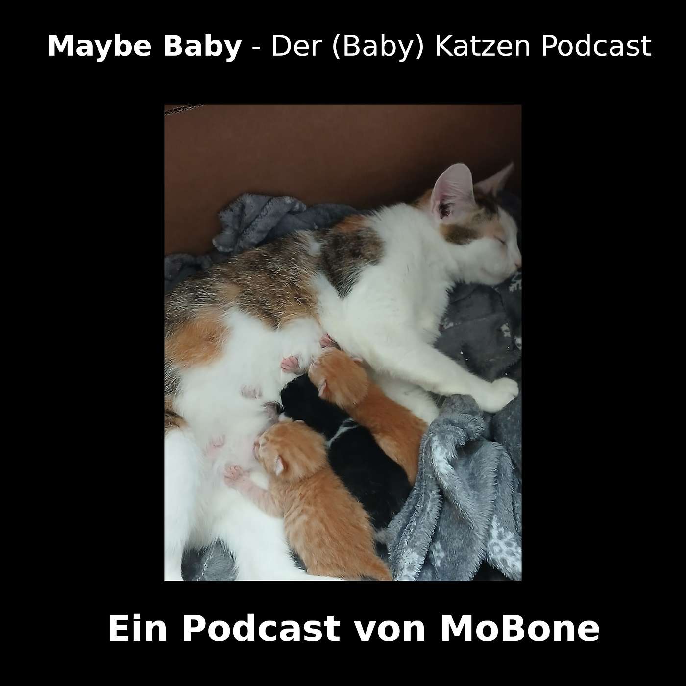 Maybe Baby - Der (Baby) Katzen Podcast