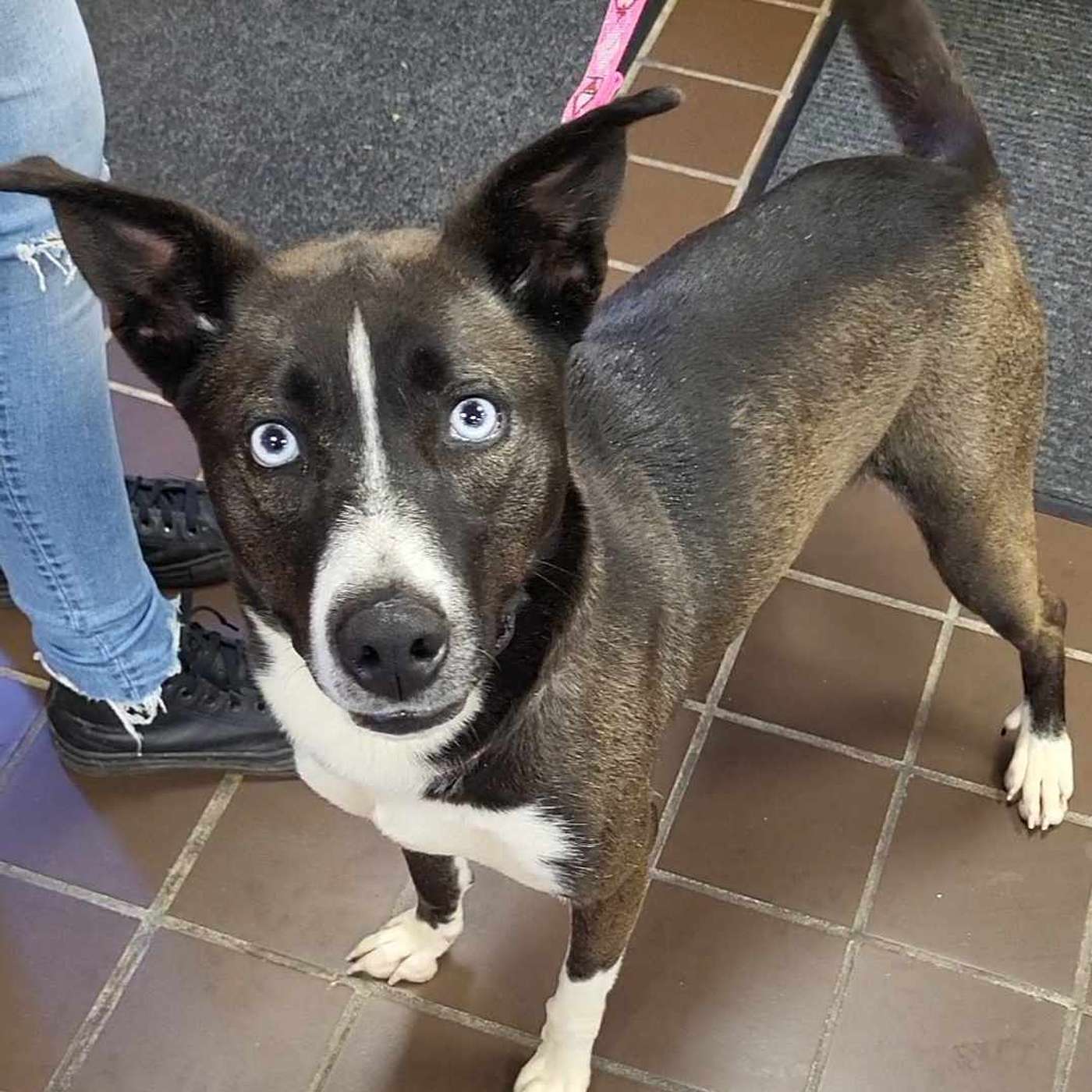 Meet Kona! She's our POP-PAW-RAZZI Superstar of the Week!