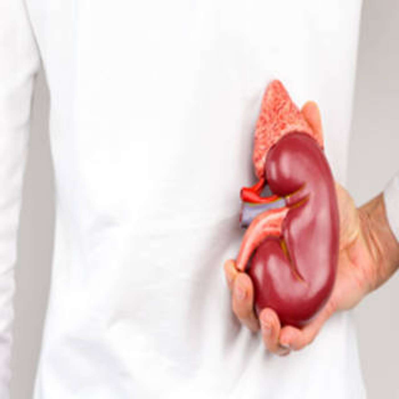 cover of episode Kidneys